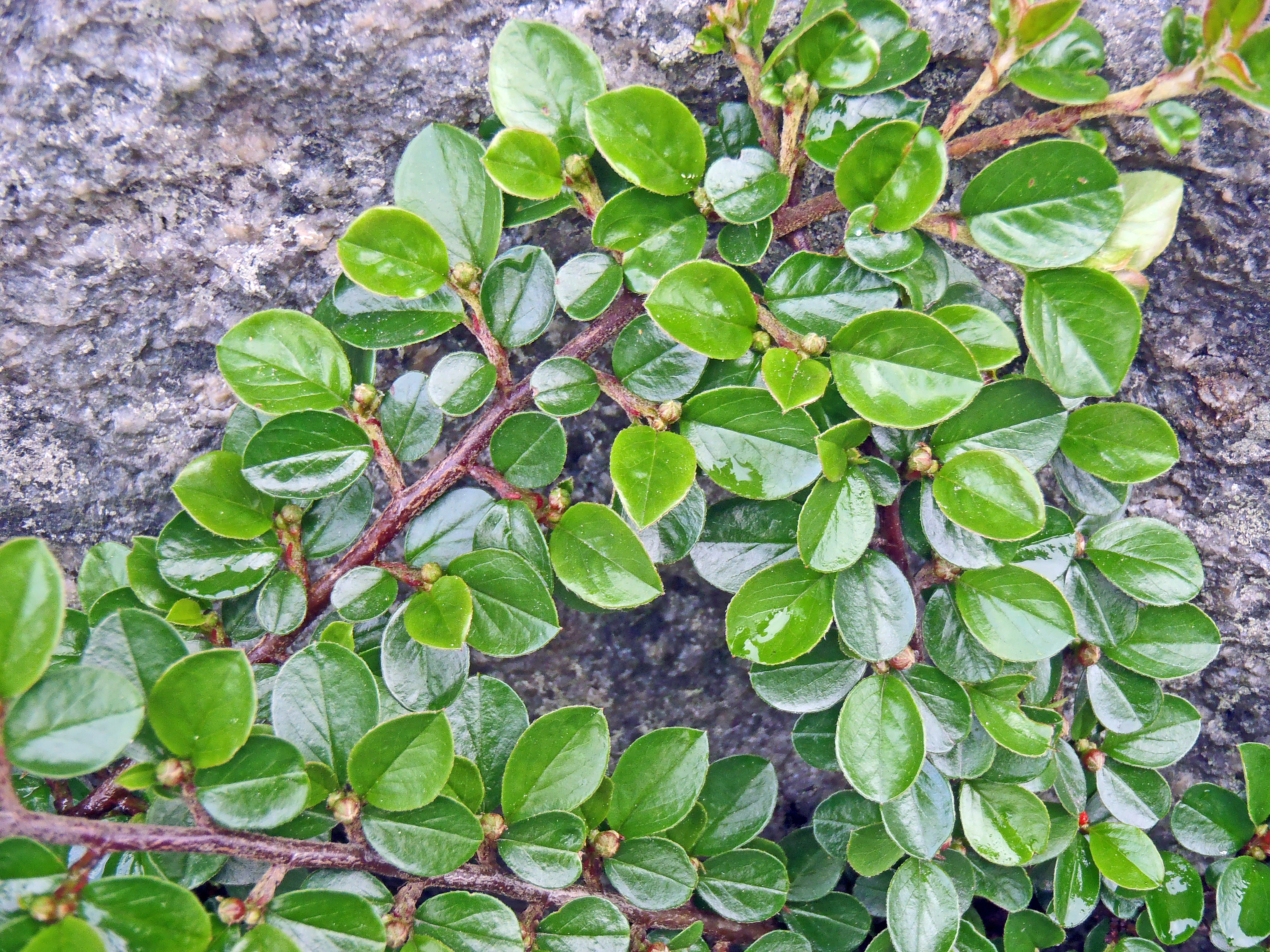 : Cotoneaster horizontalis.