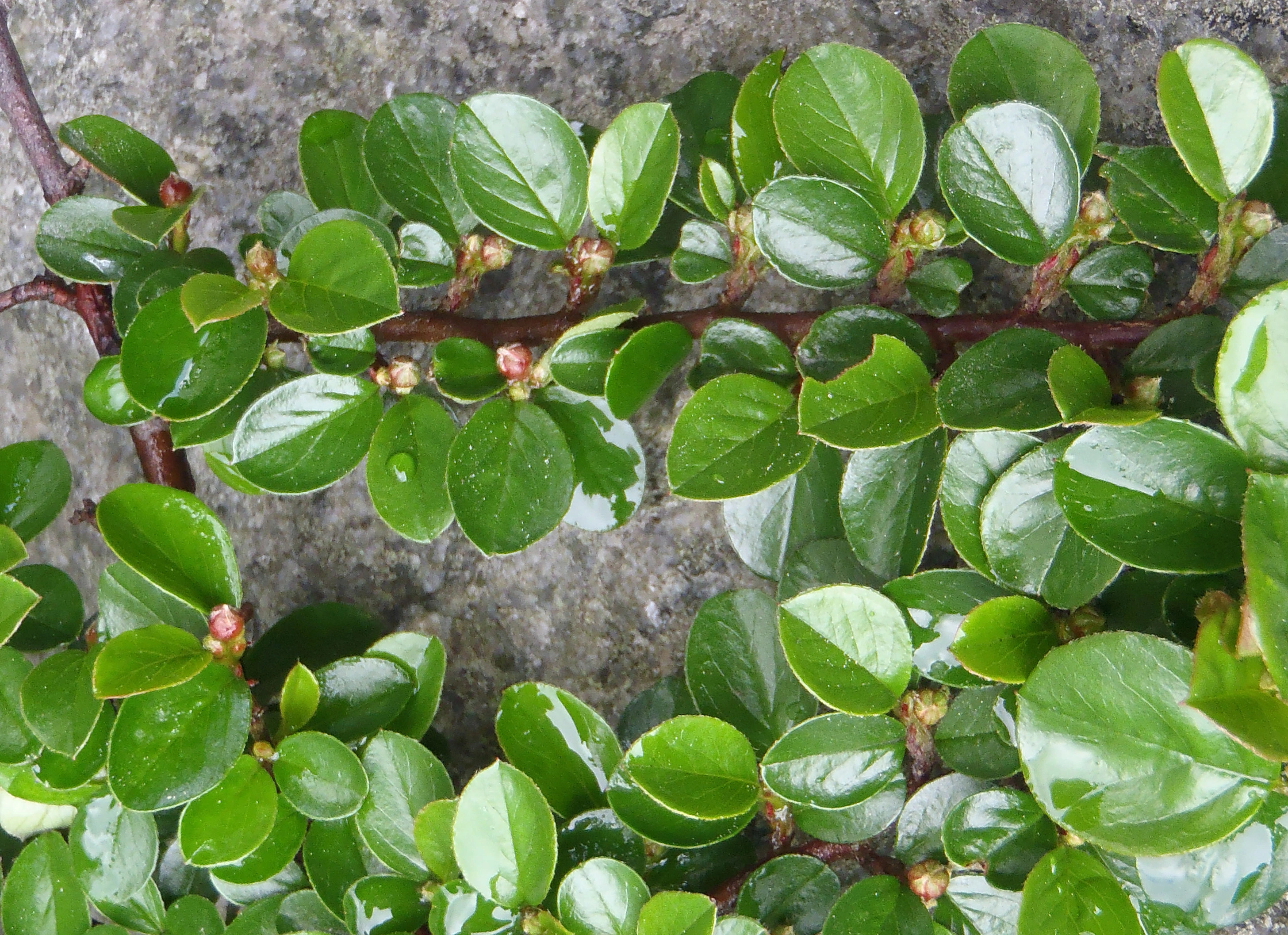 : Cotoneaster horizontalis.