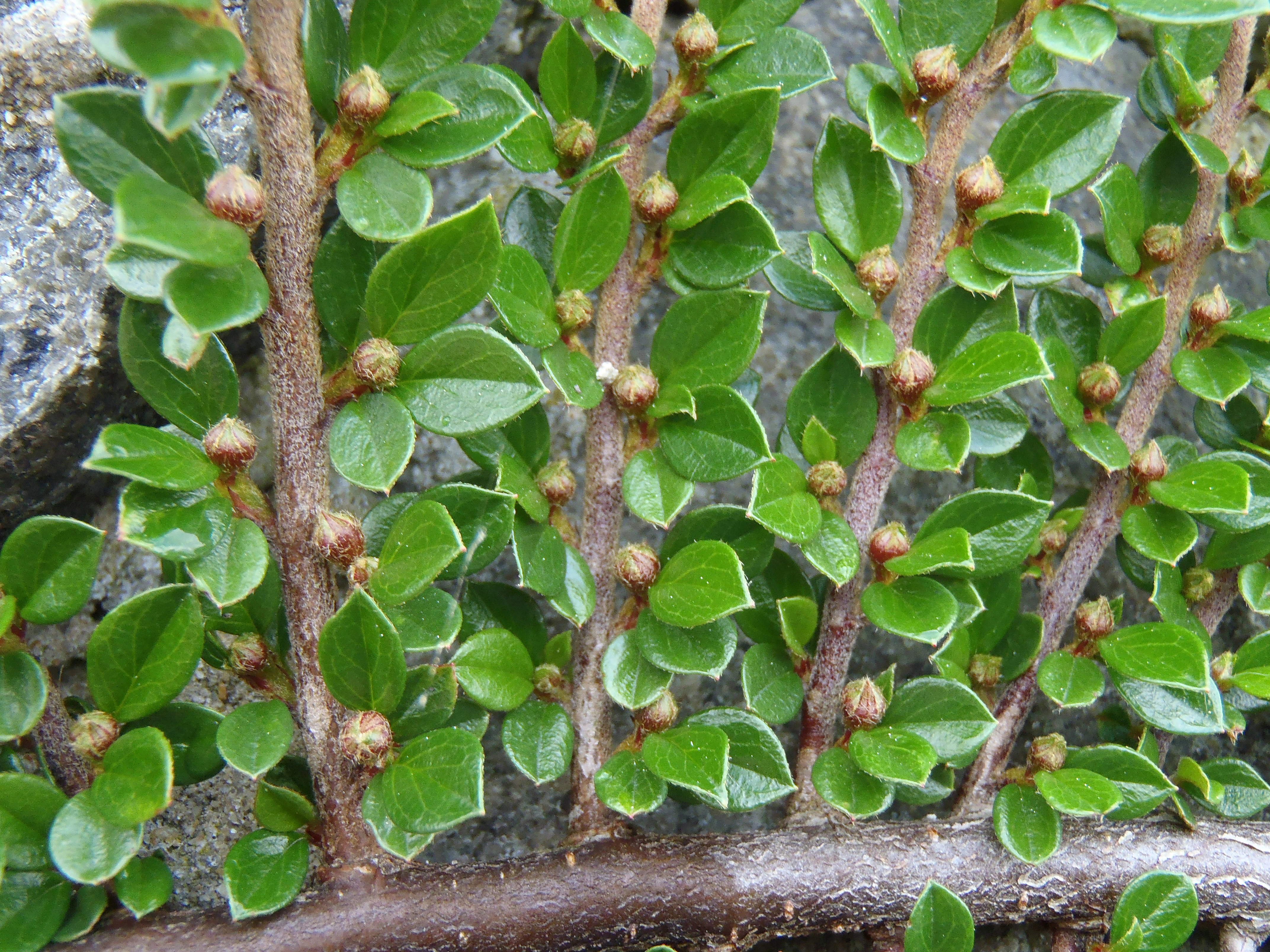 : Cotoneaster horizontalis.