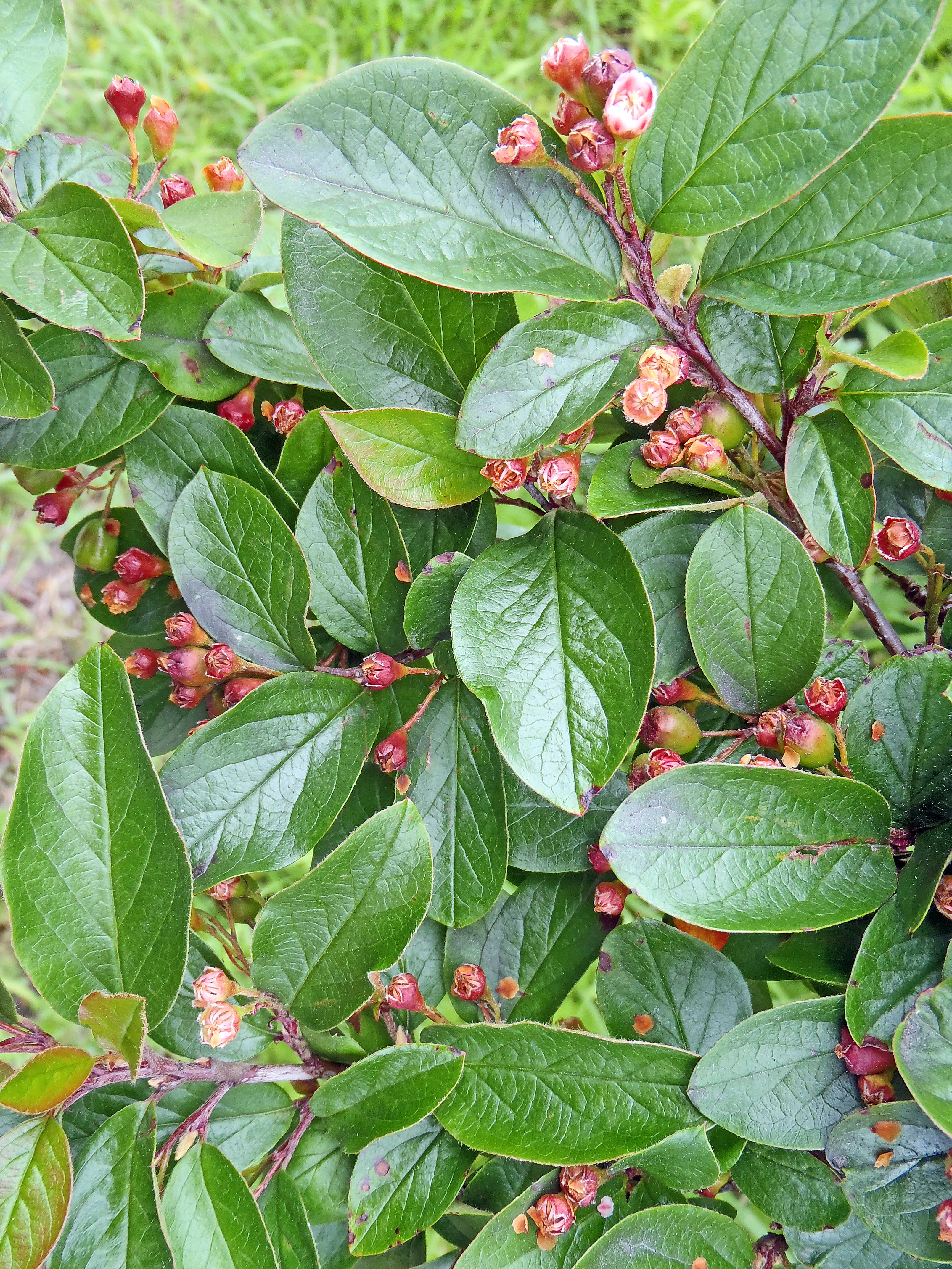 : Cotoneaster lucidus.