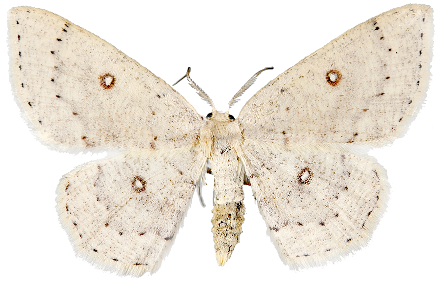 : Cyclophora albipunctata.