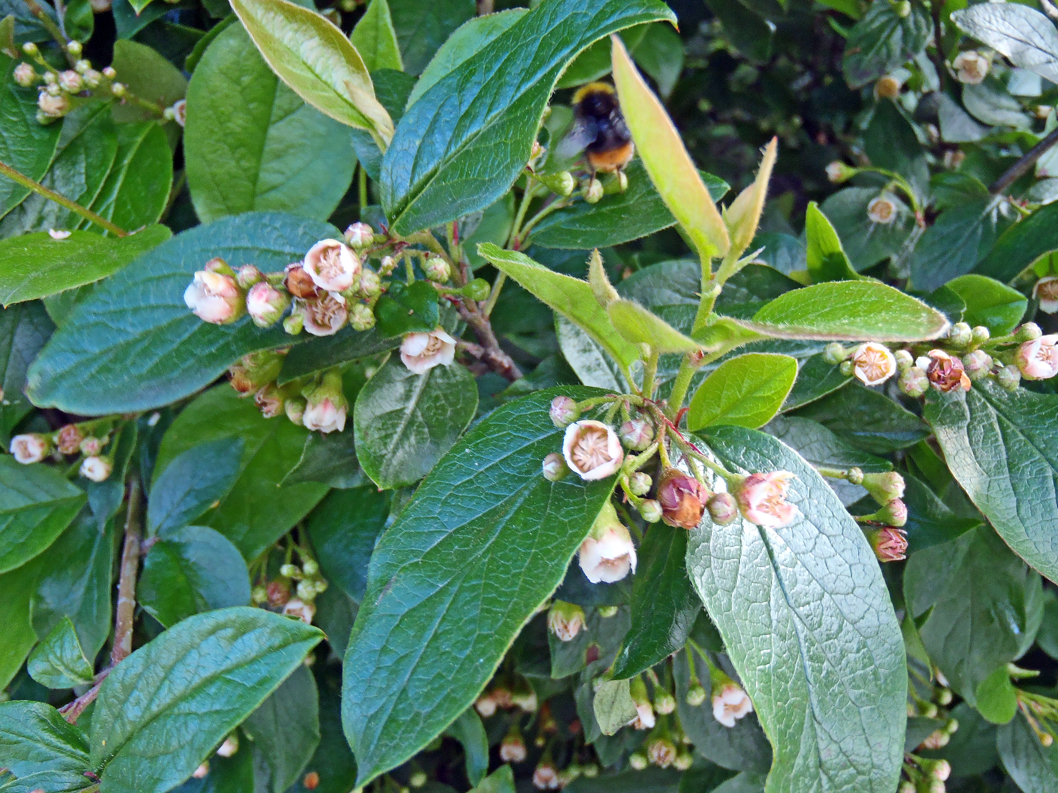 : Cotoneaster lucidus.