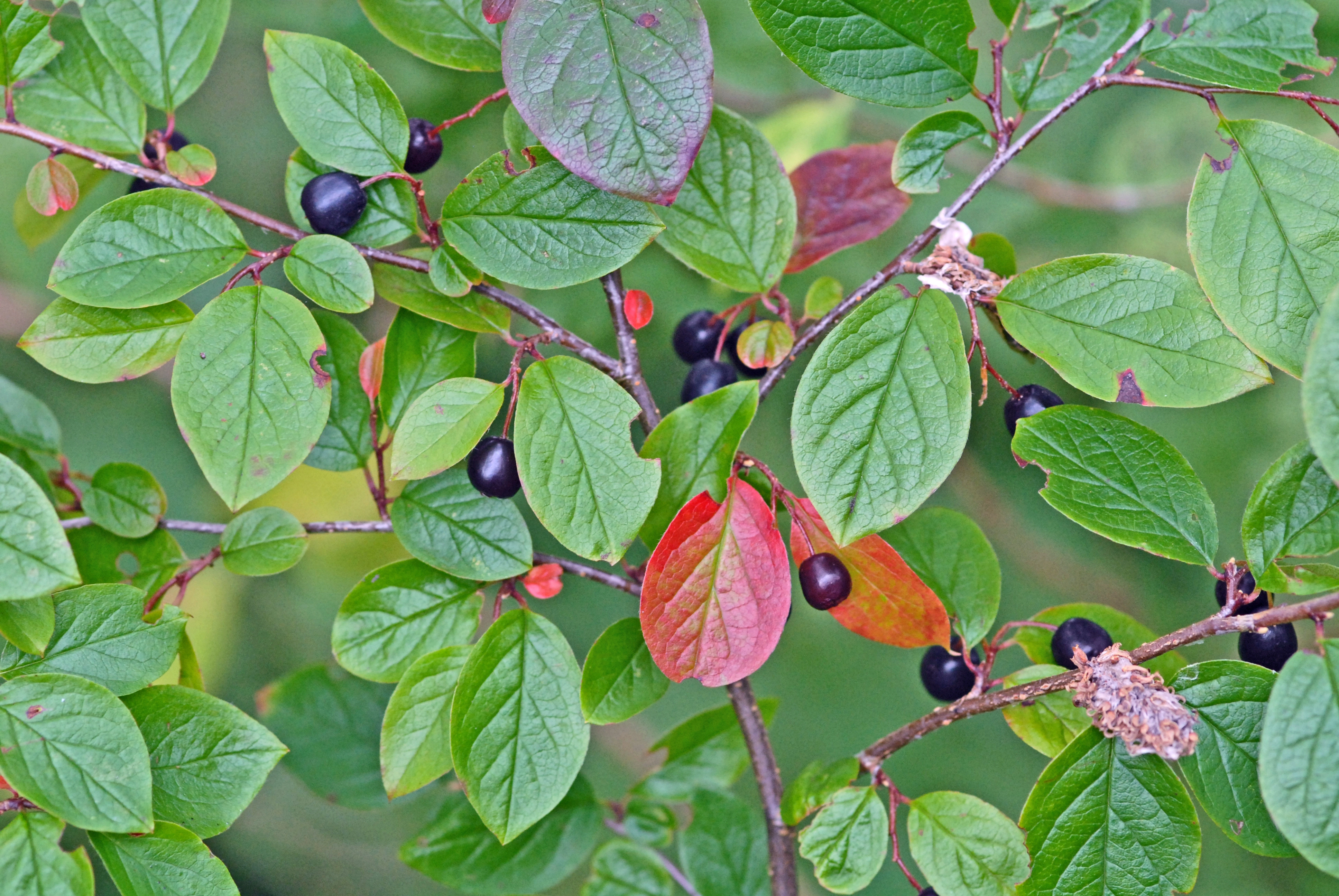 : Cotoneaster lucidus.