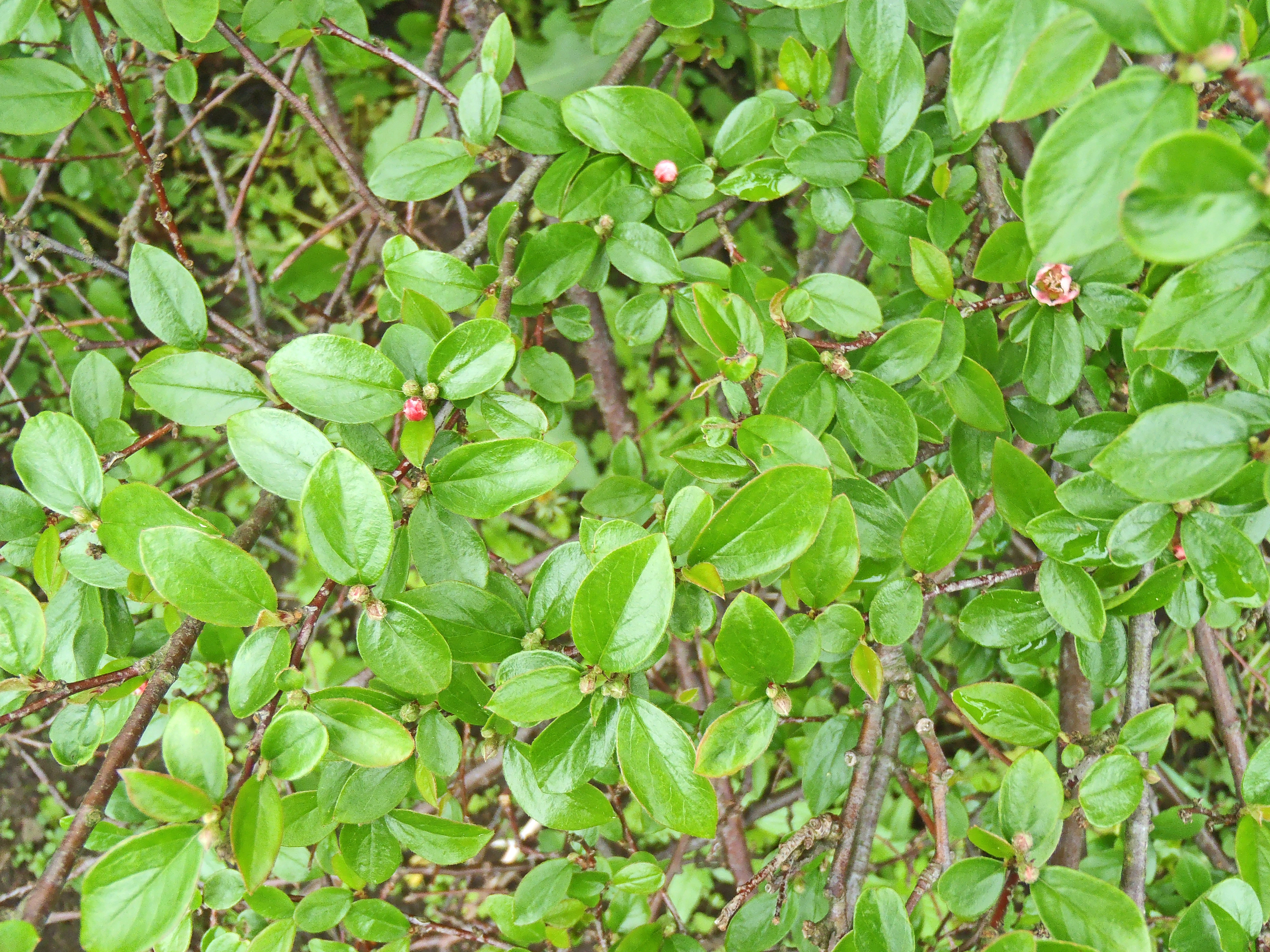 : Cotoneaster symondsii.