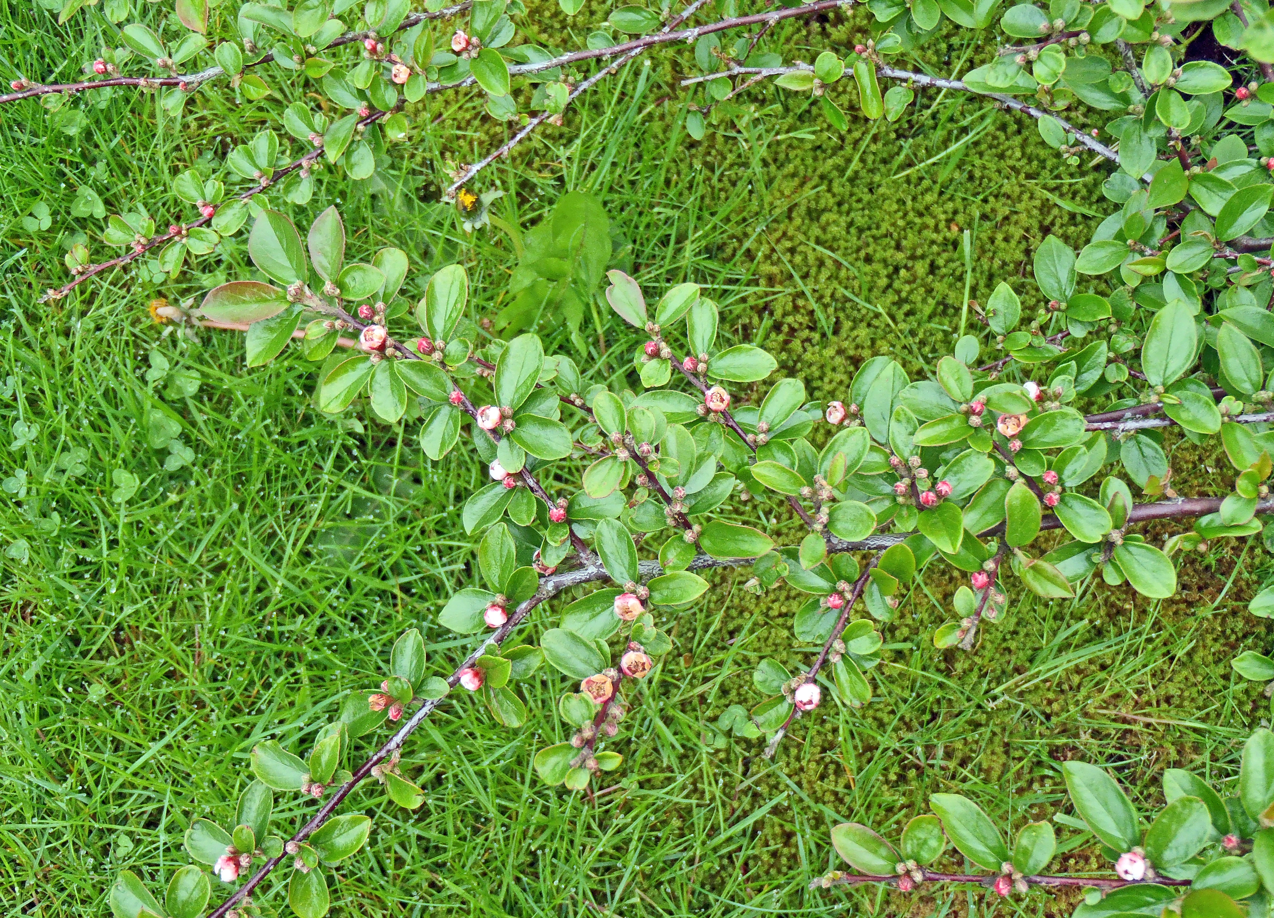 : Cotoneaster symondsii.