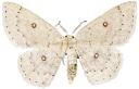 : Cyclophora albipunctata.