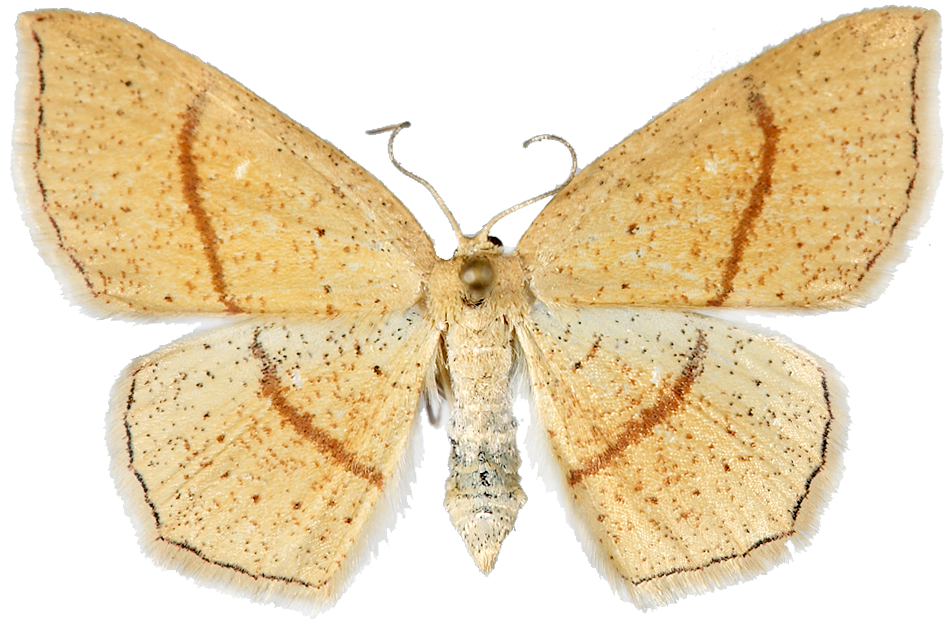 : Cyclophora quercimontaria.