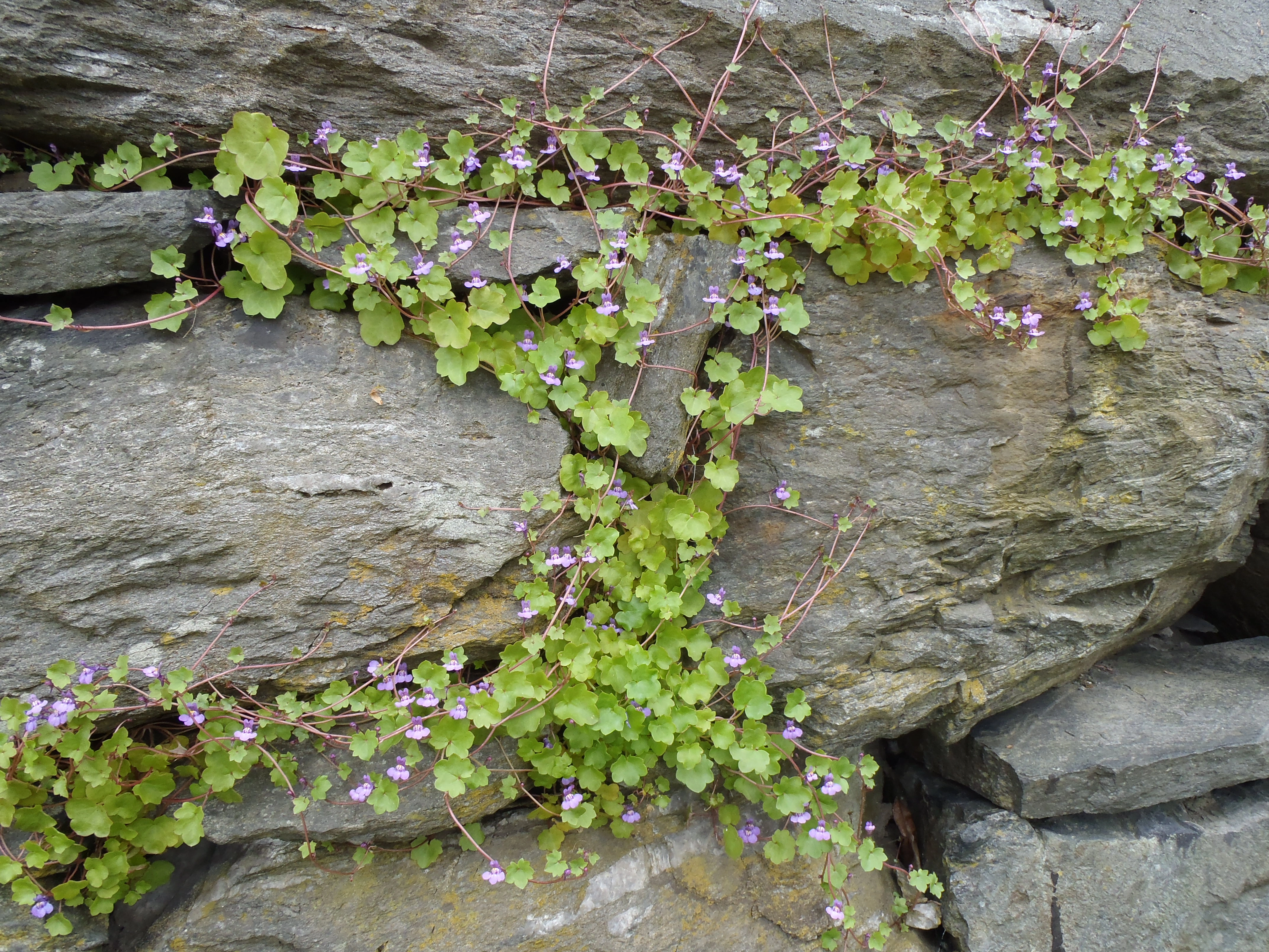 : Cymbalaria muralis.