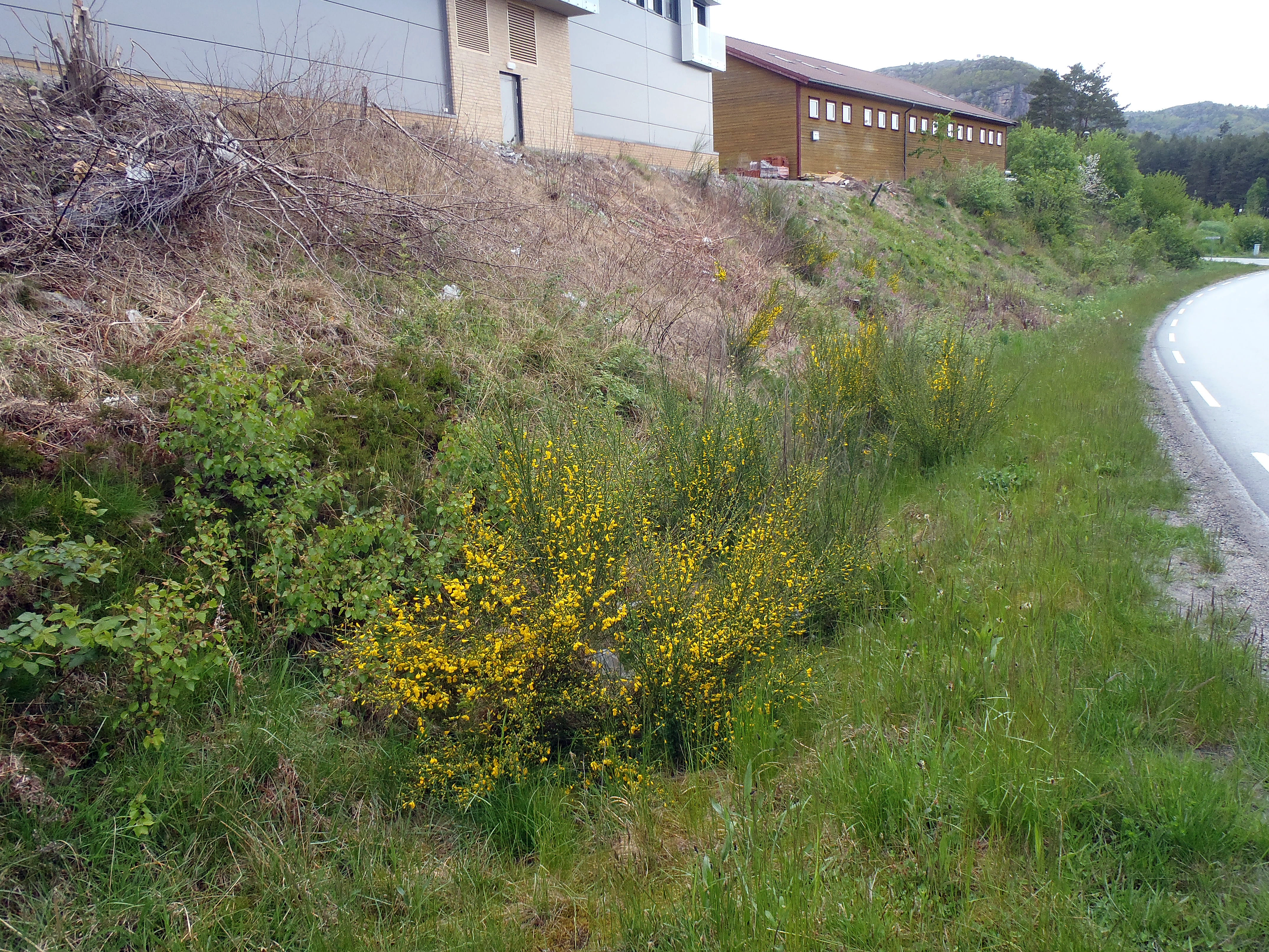 : Cytisus scoparius.