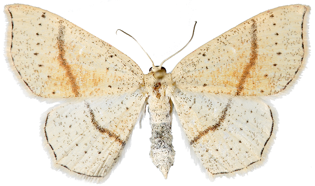 : Cyclophora punctaria.