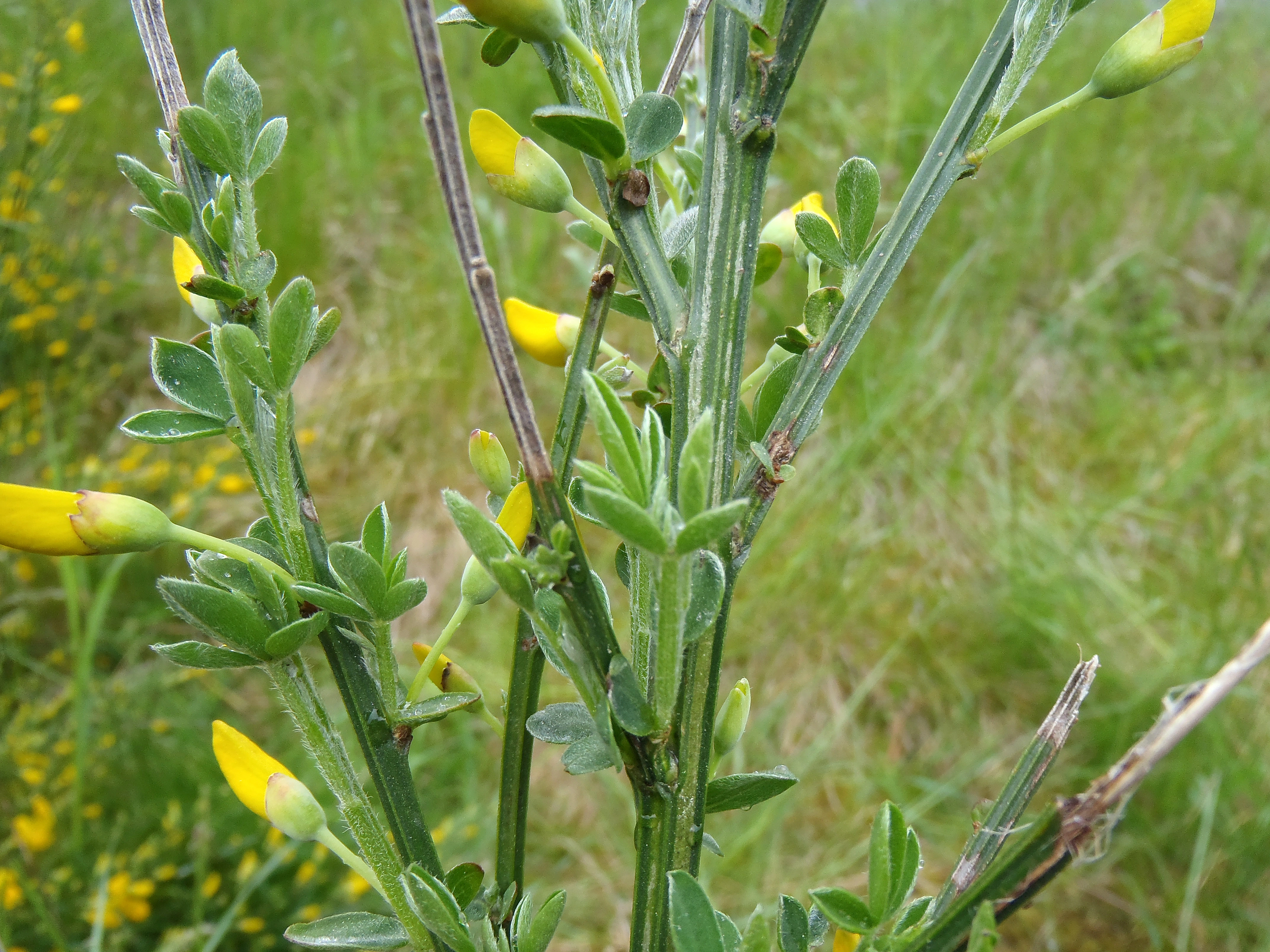 : Cytisus scoparius.