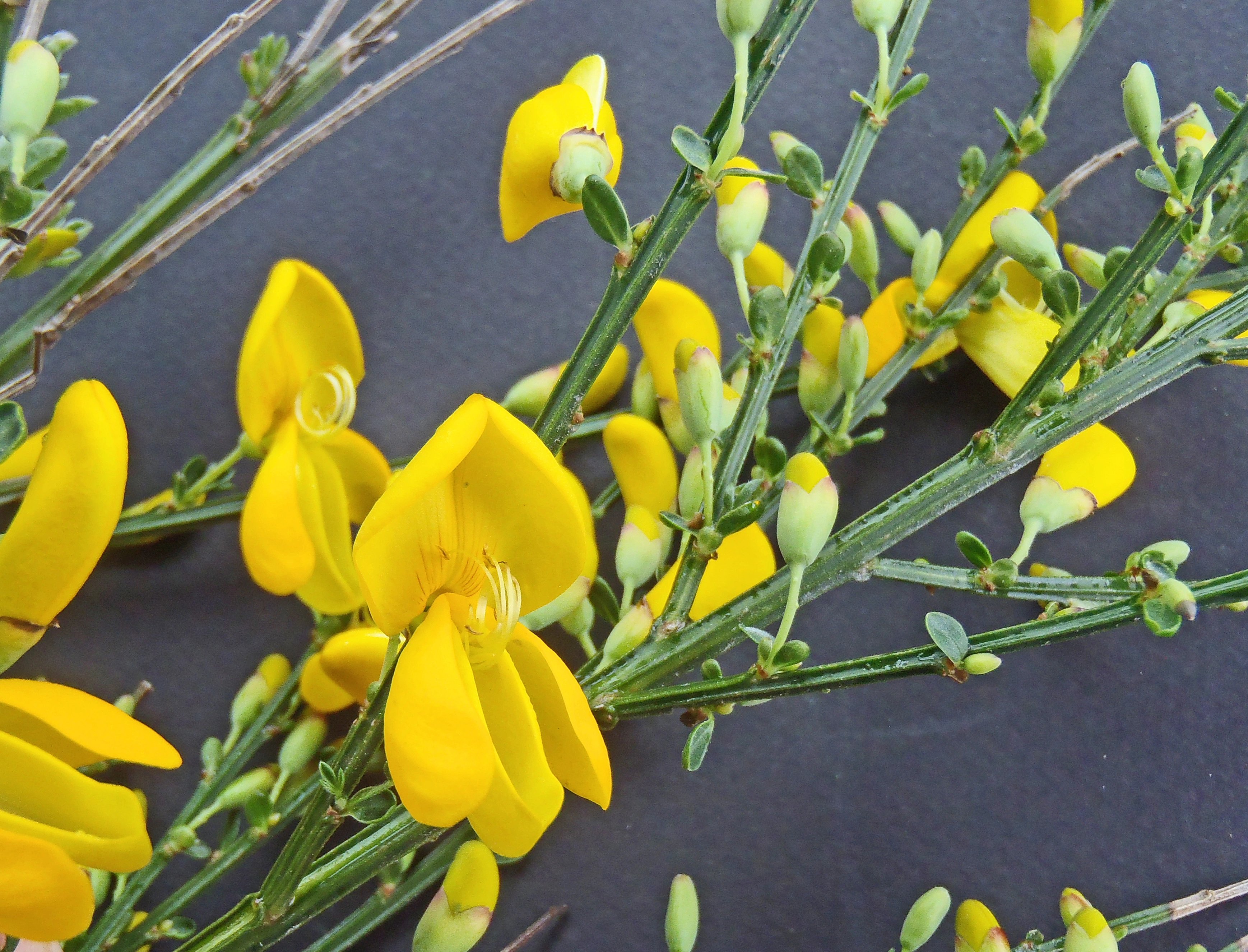 : Cytisus scoparius.