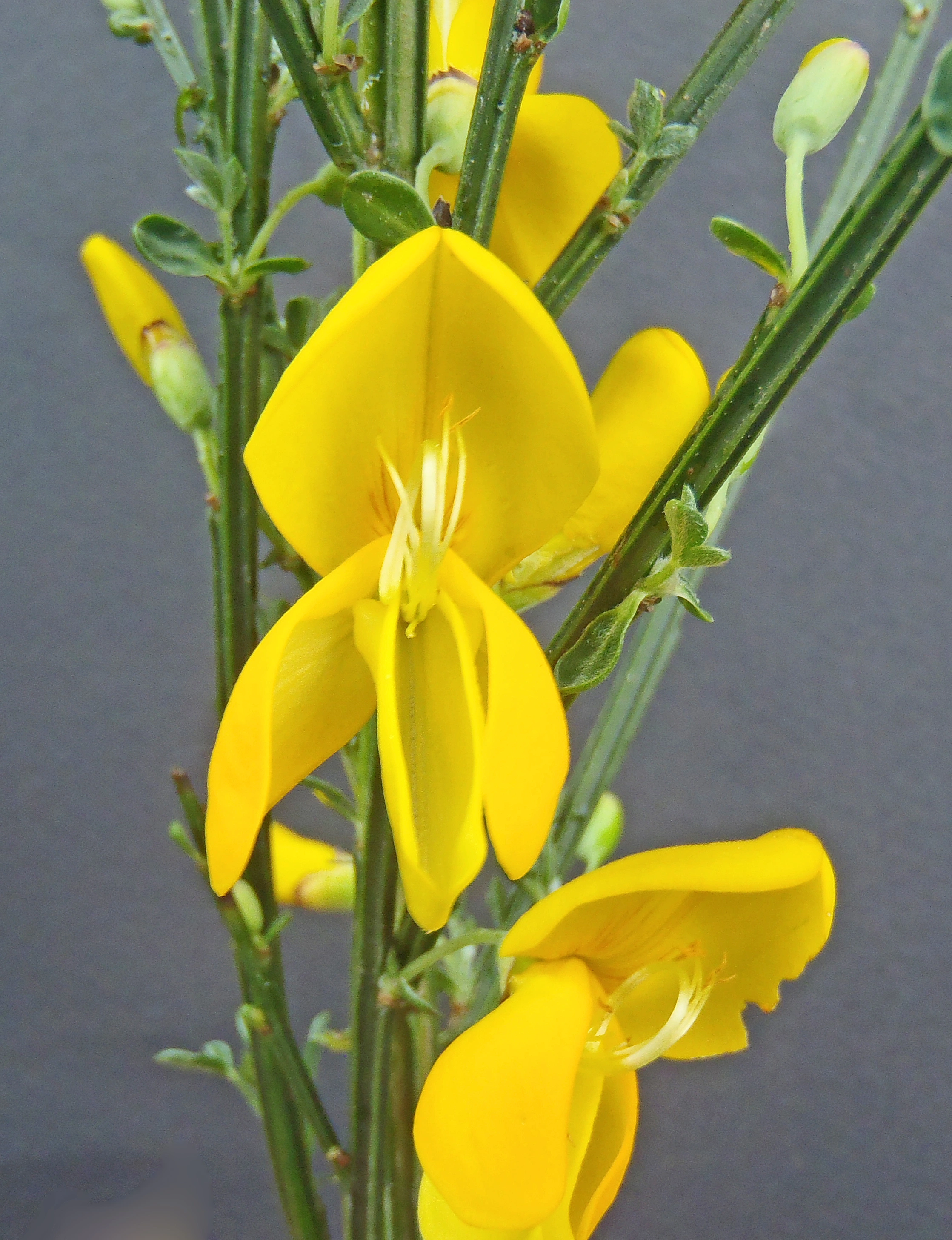 : Cytisus scoparius.