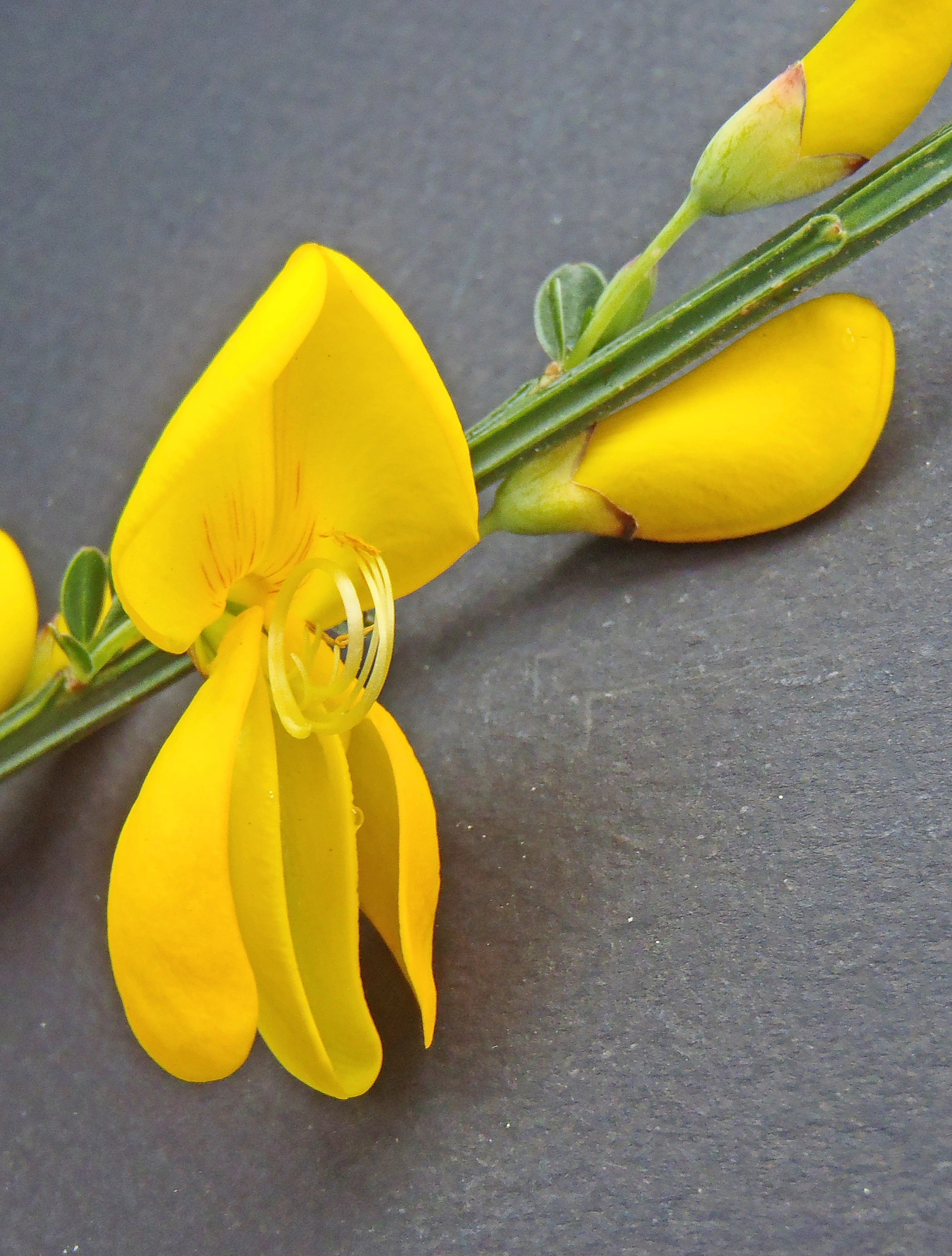 : Cytisus scoparius.