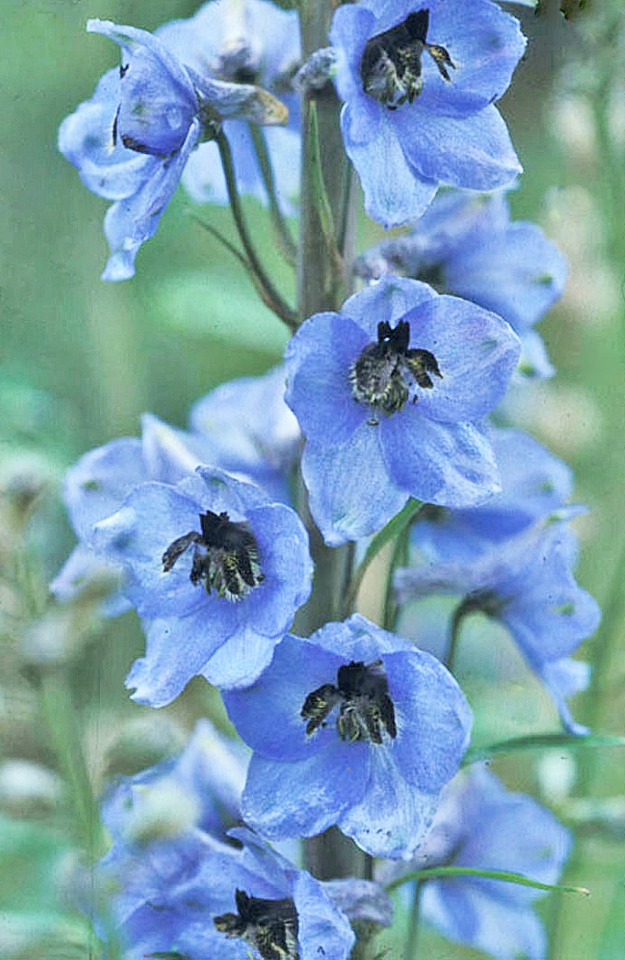 : Delphinium elatum.