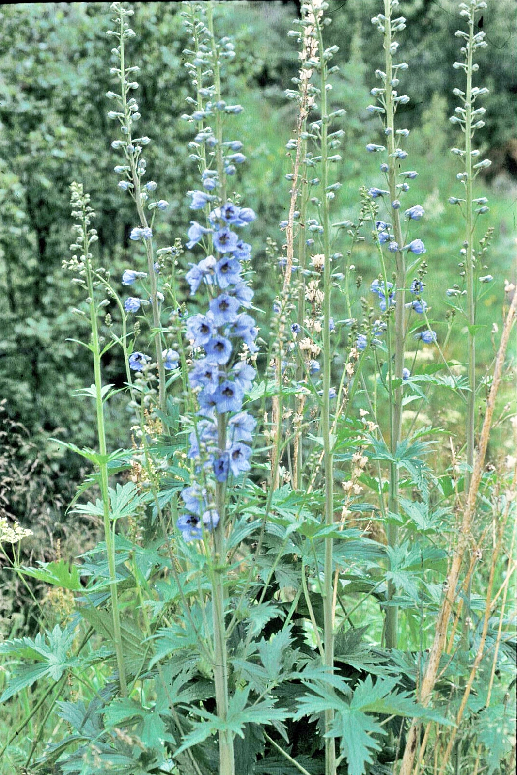 : Delphinium elatum.