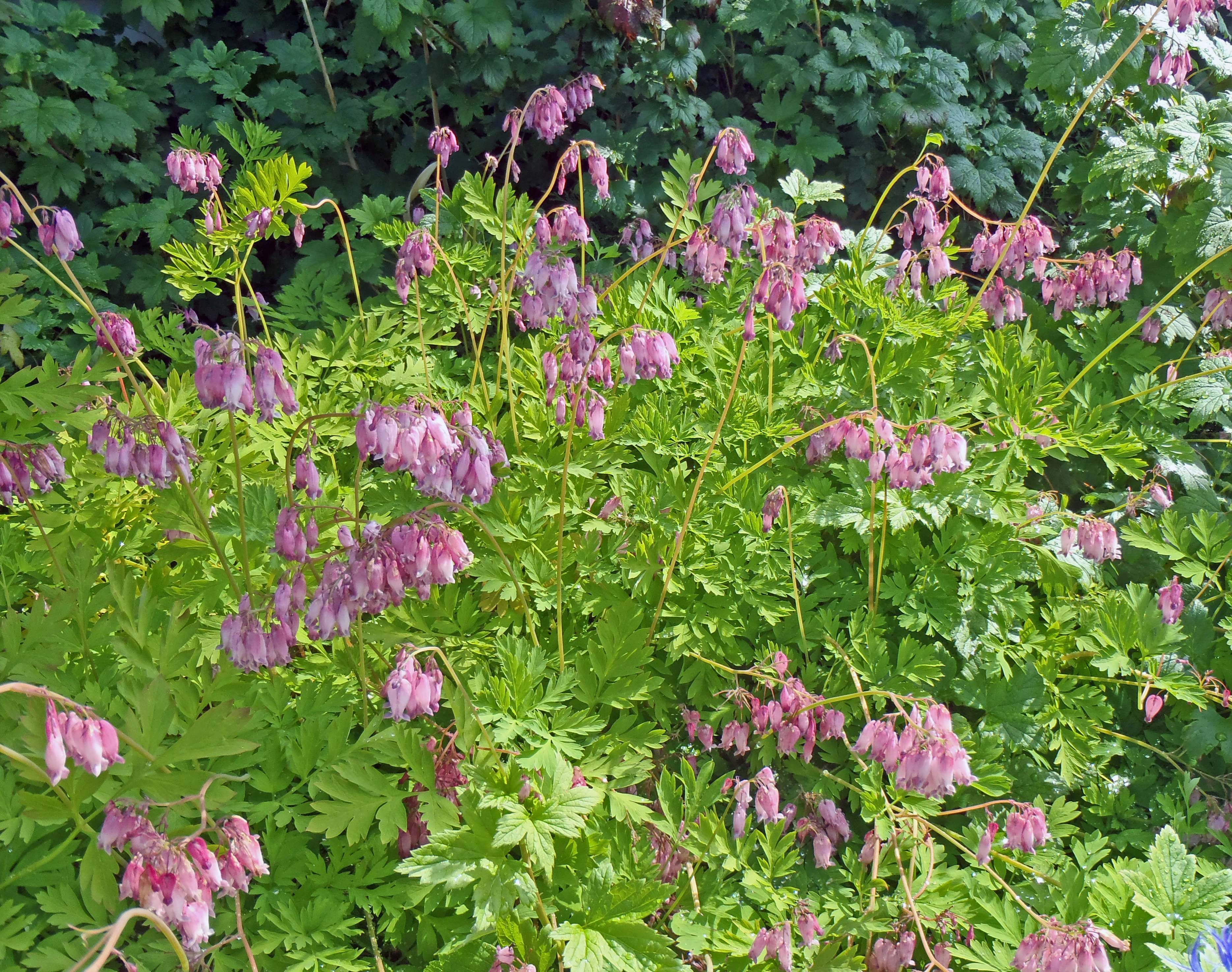 : Dicentra formosa.