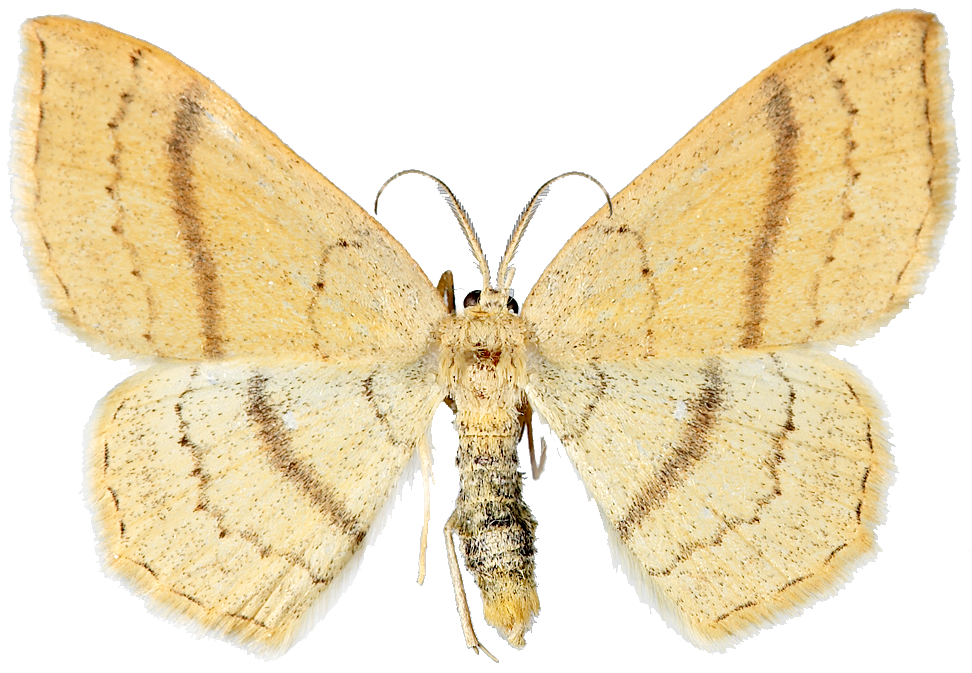 : Cyclophora linearia.