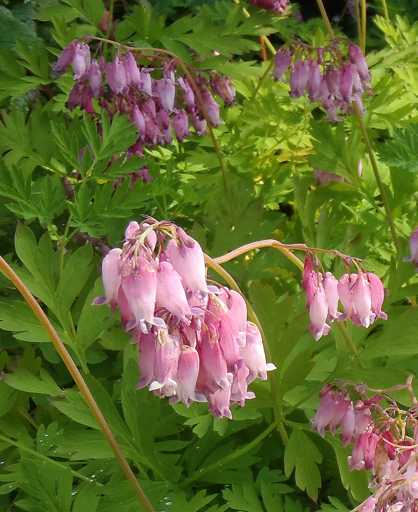 : Dicentra formosa.