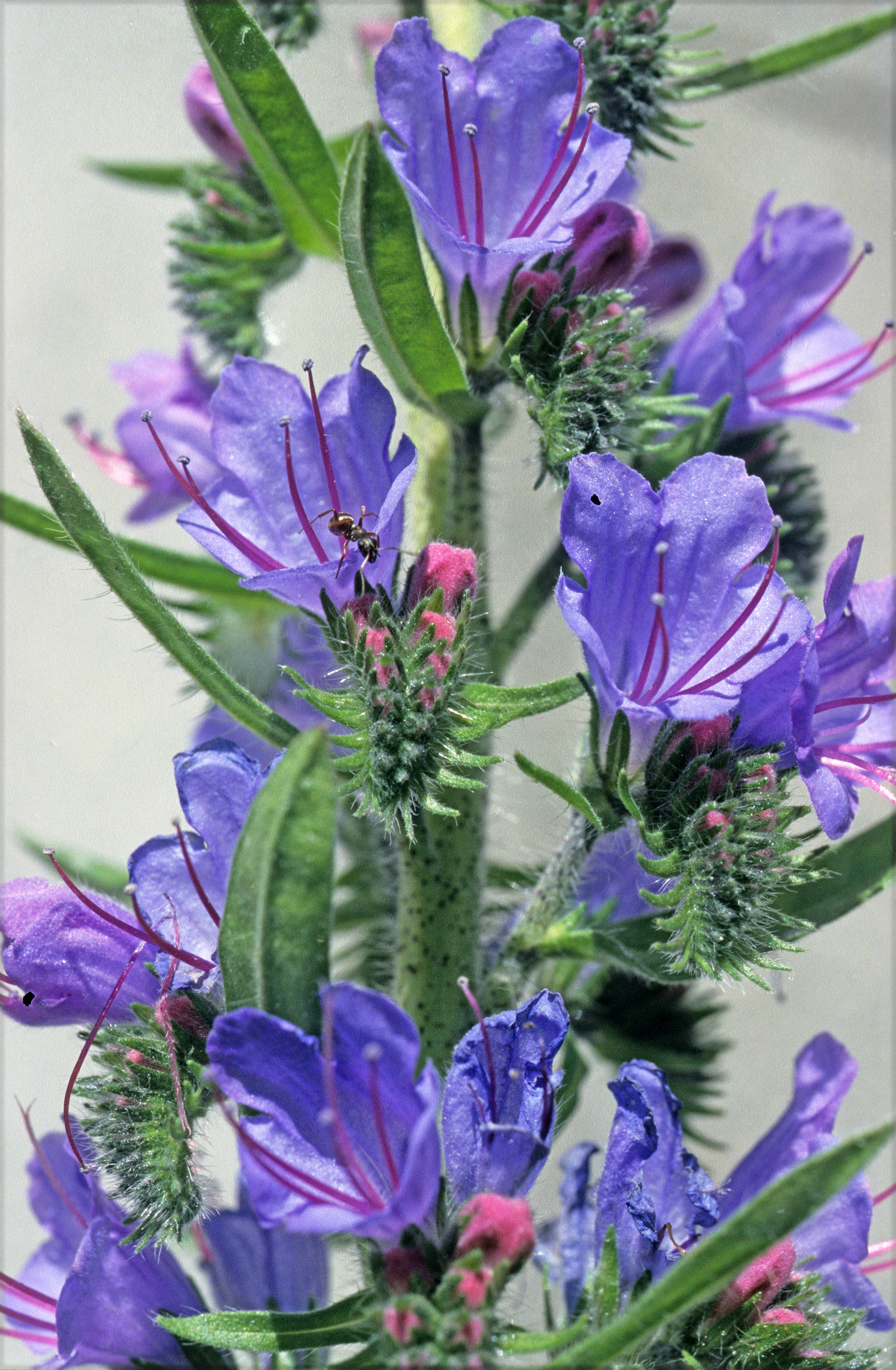 : Echium vulgare.