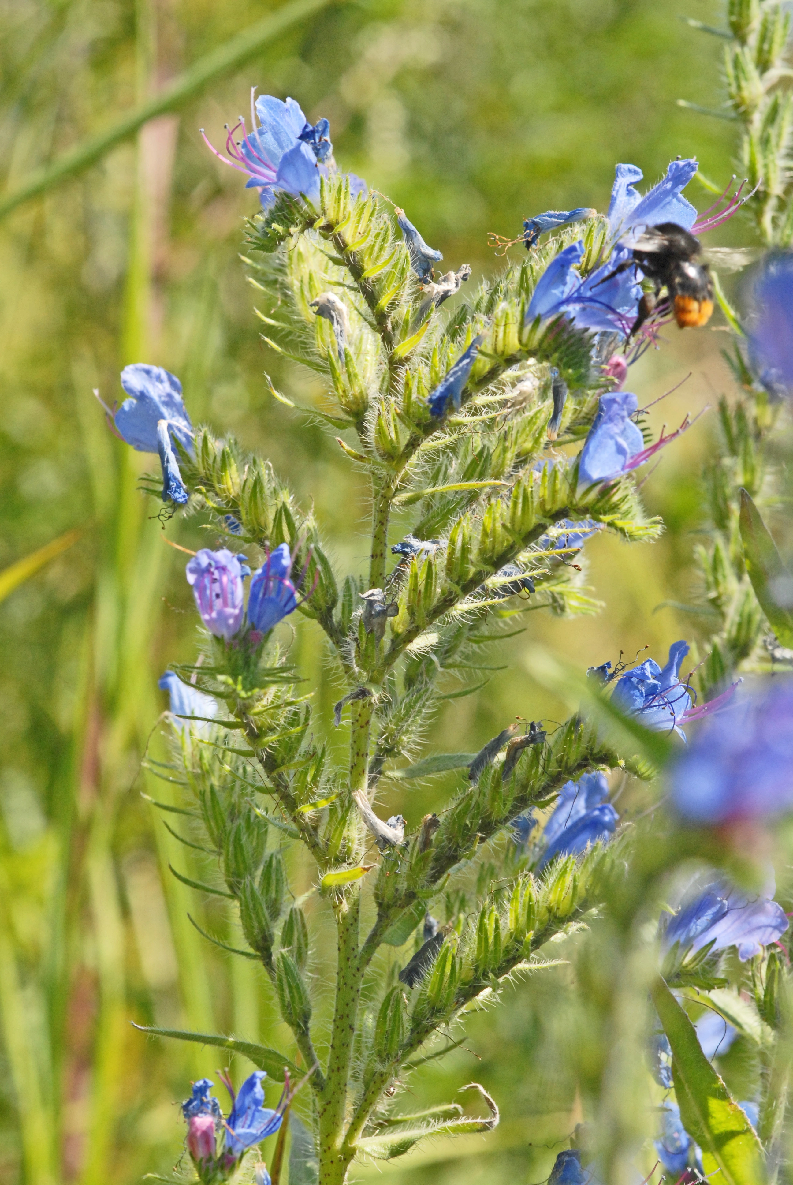 : Echium vulgare.