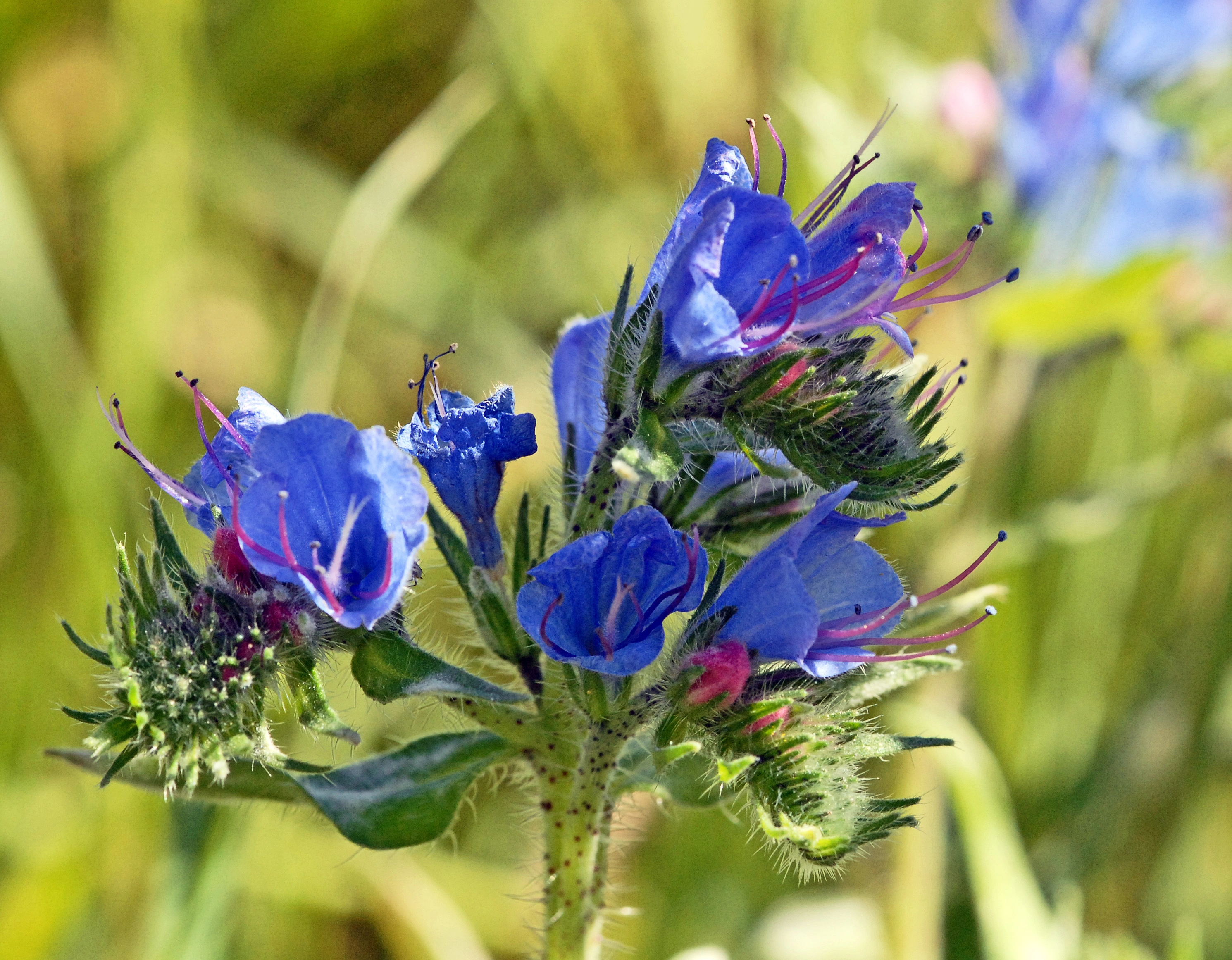 : Echium vulgare.