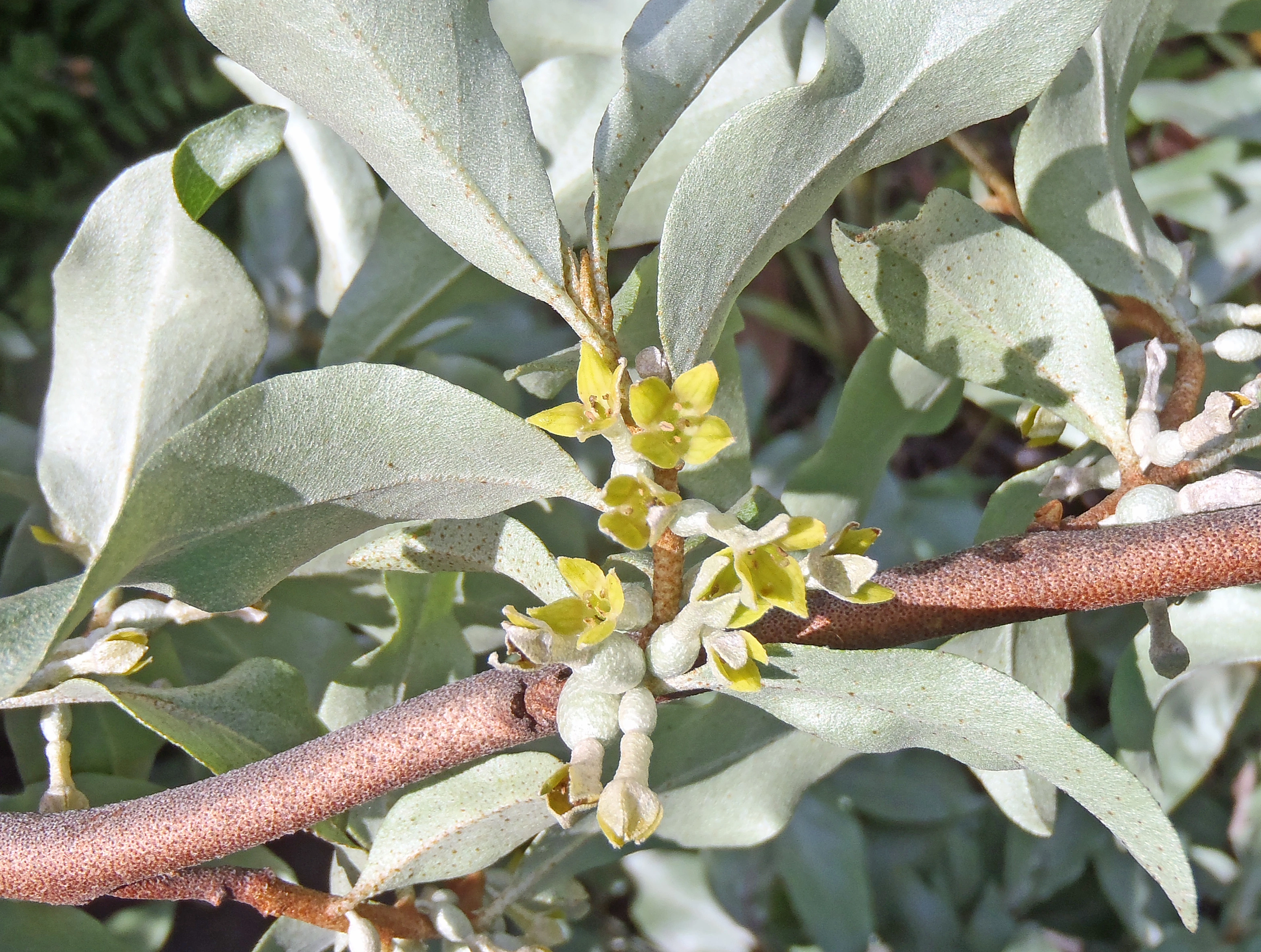 : Elaeagnus commutata.