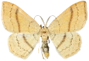 : Cyclophora linearia.