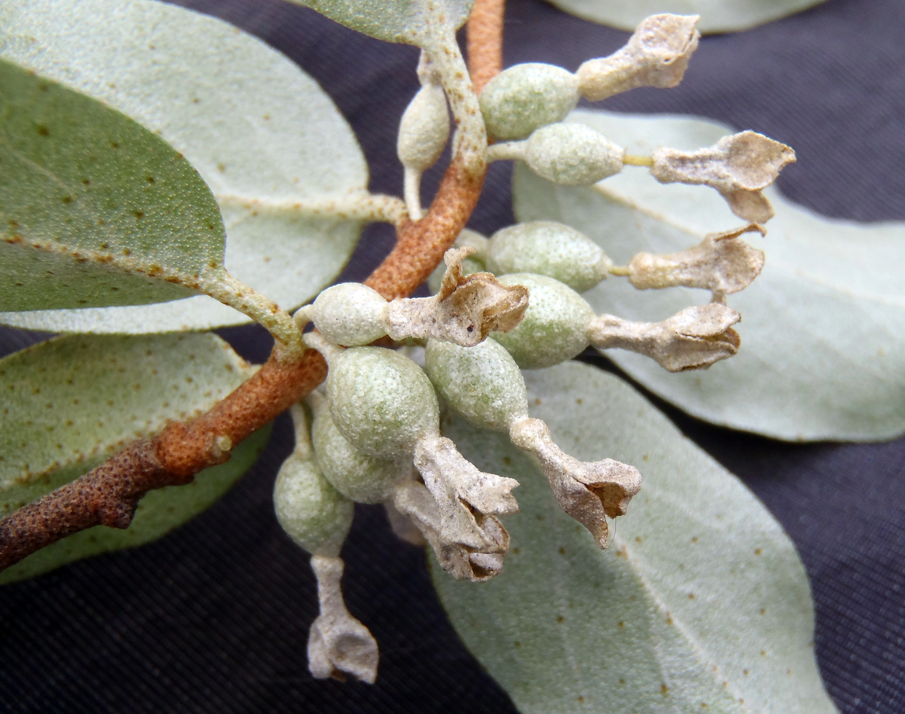 : Elaeagnus commutata.