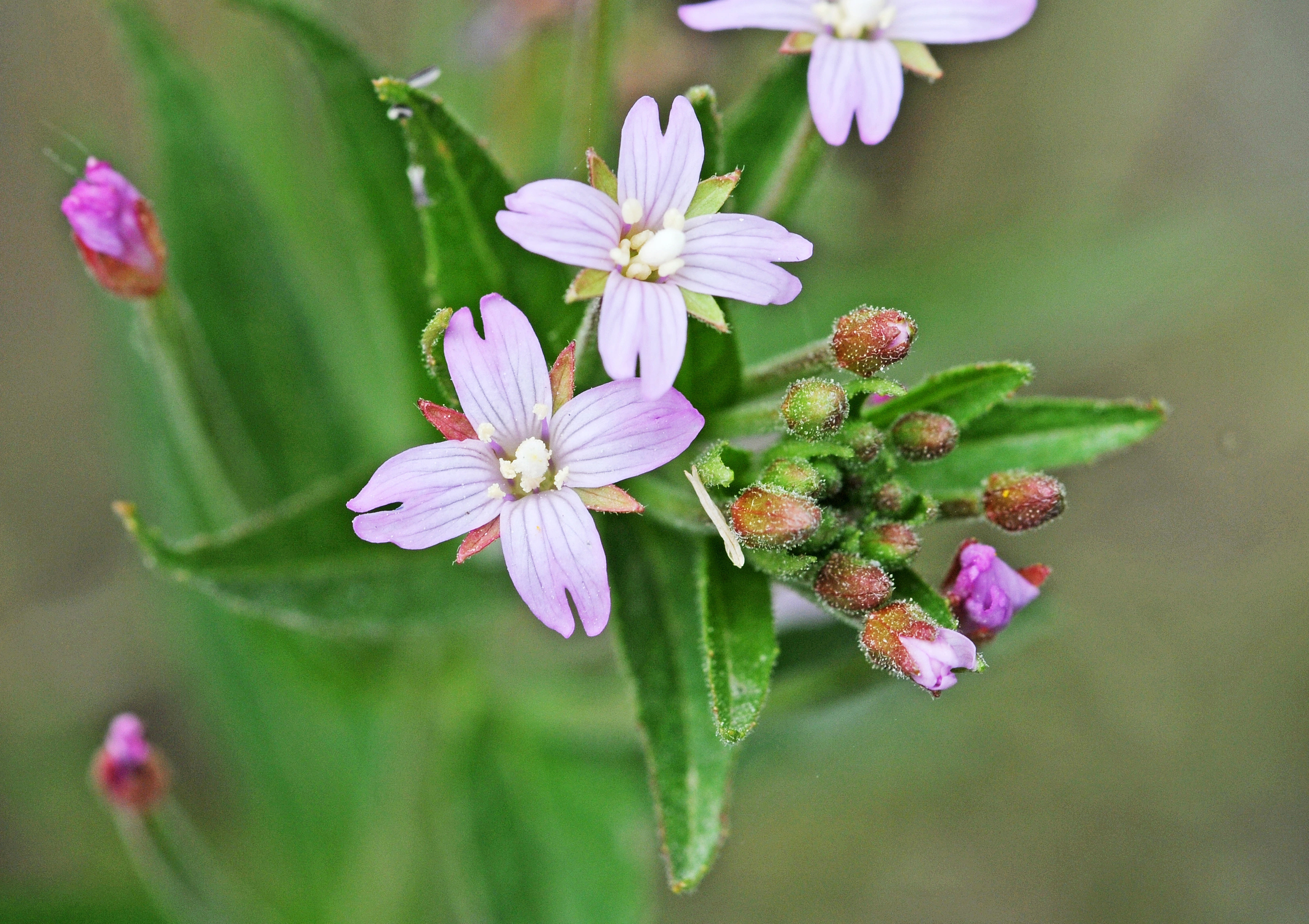 : Epilobium ciliatum ciliatum.