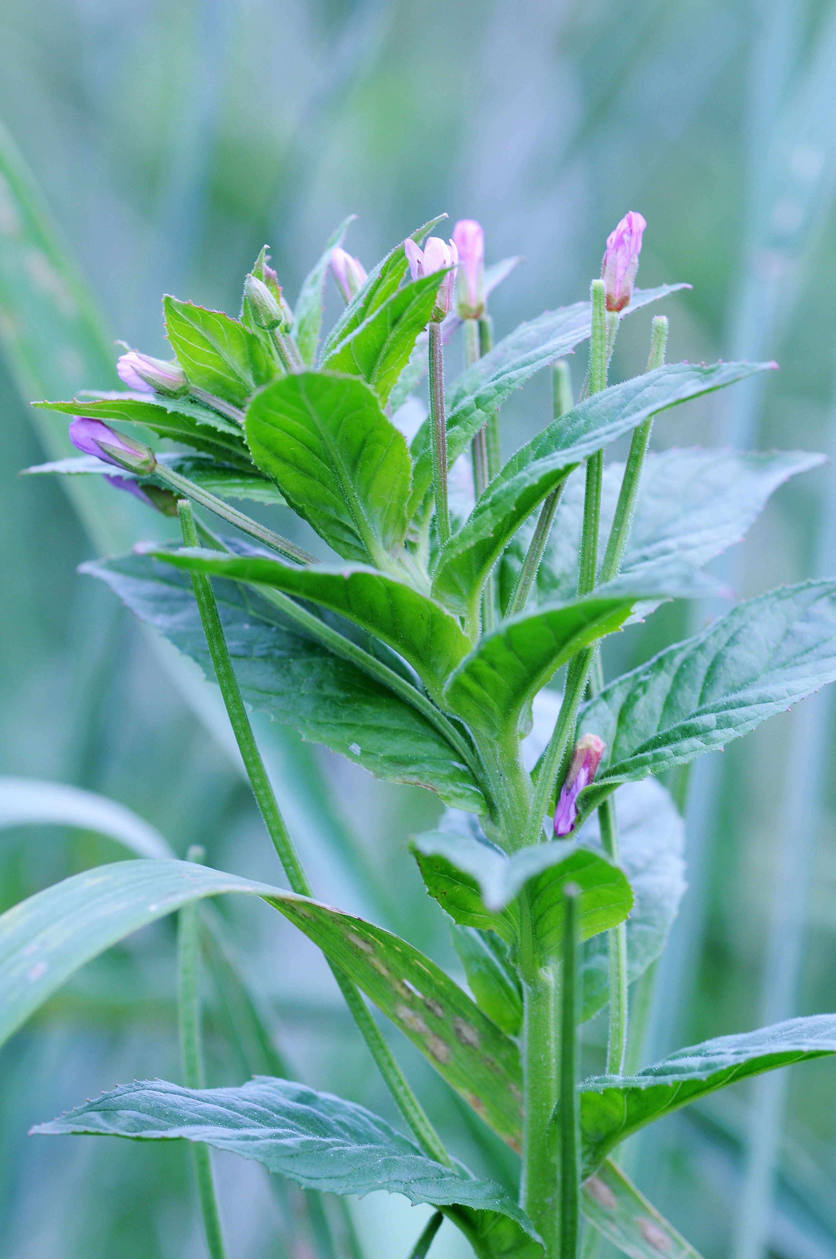 : Epilobium ciliatum ciliatum.