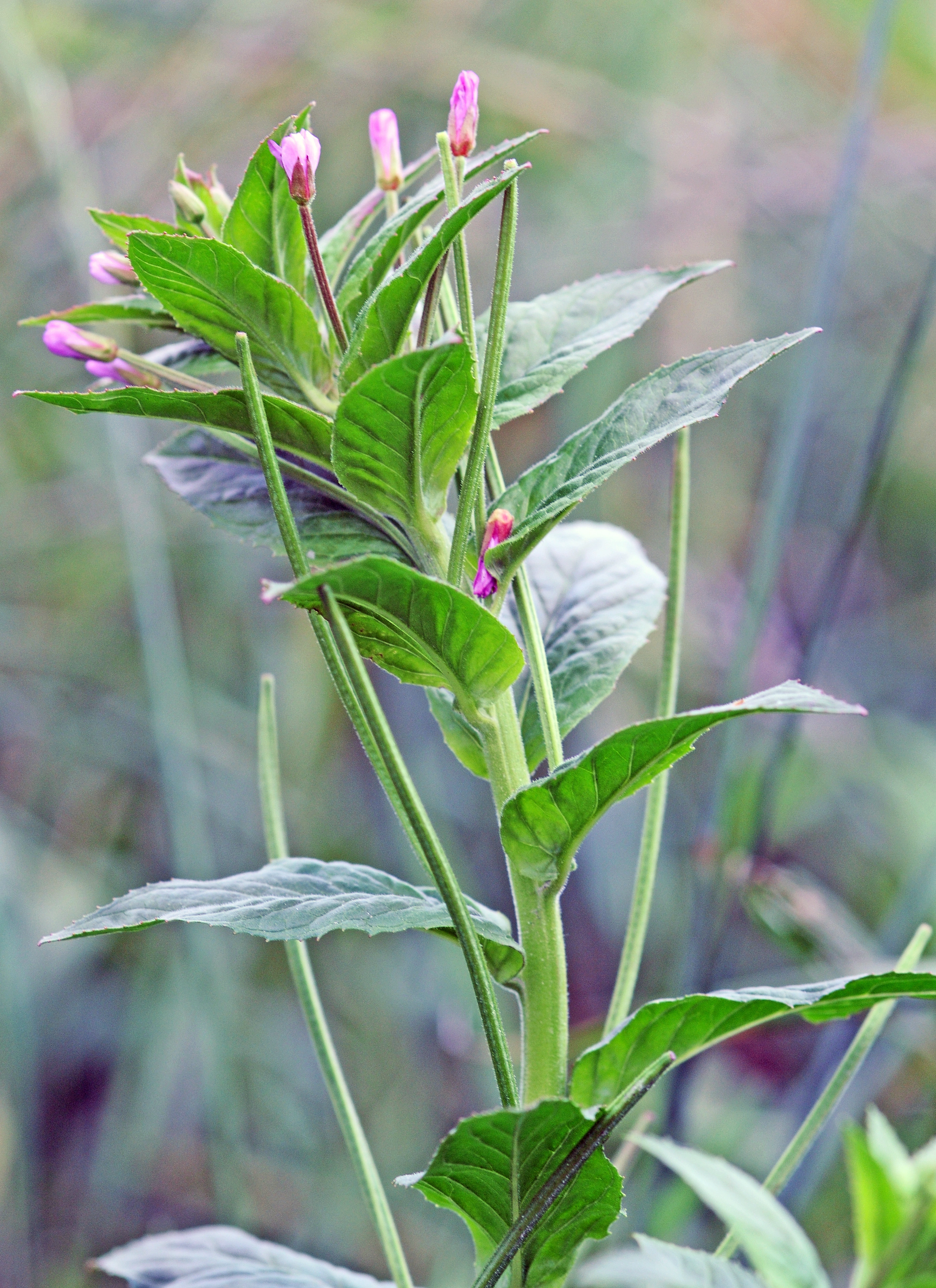 : Epilobium ciliatum ciliatum.