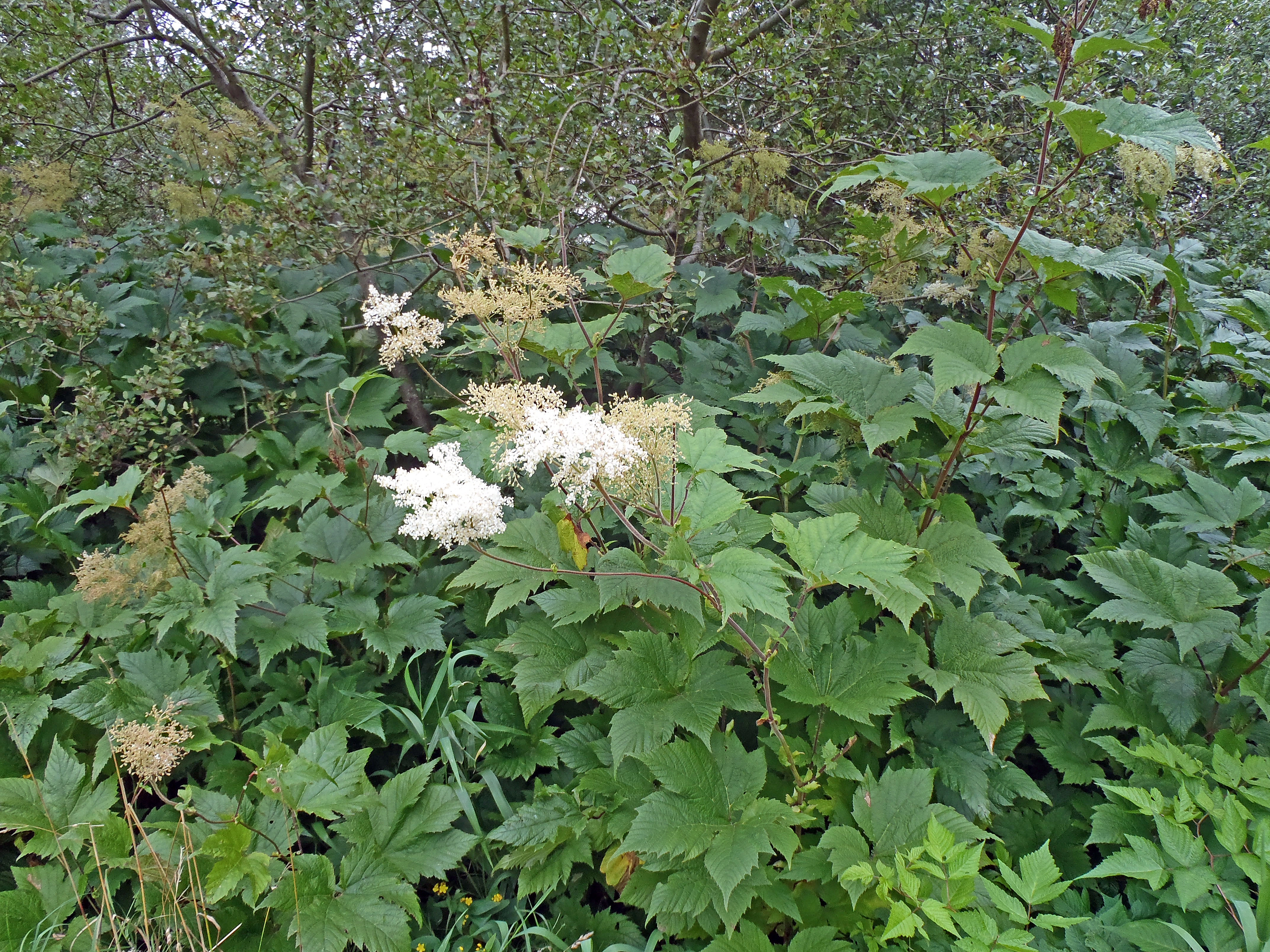 : Filipendula camschatica.