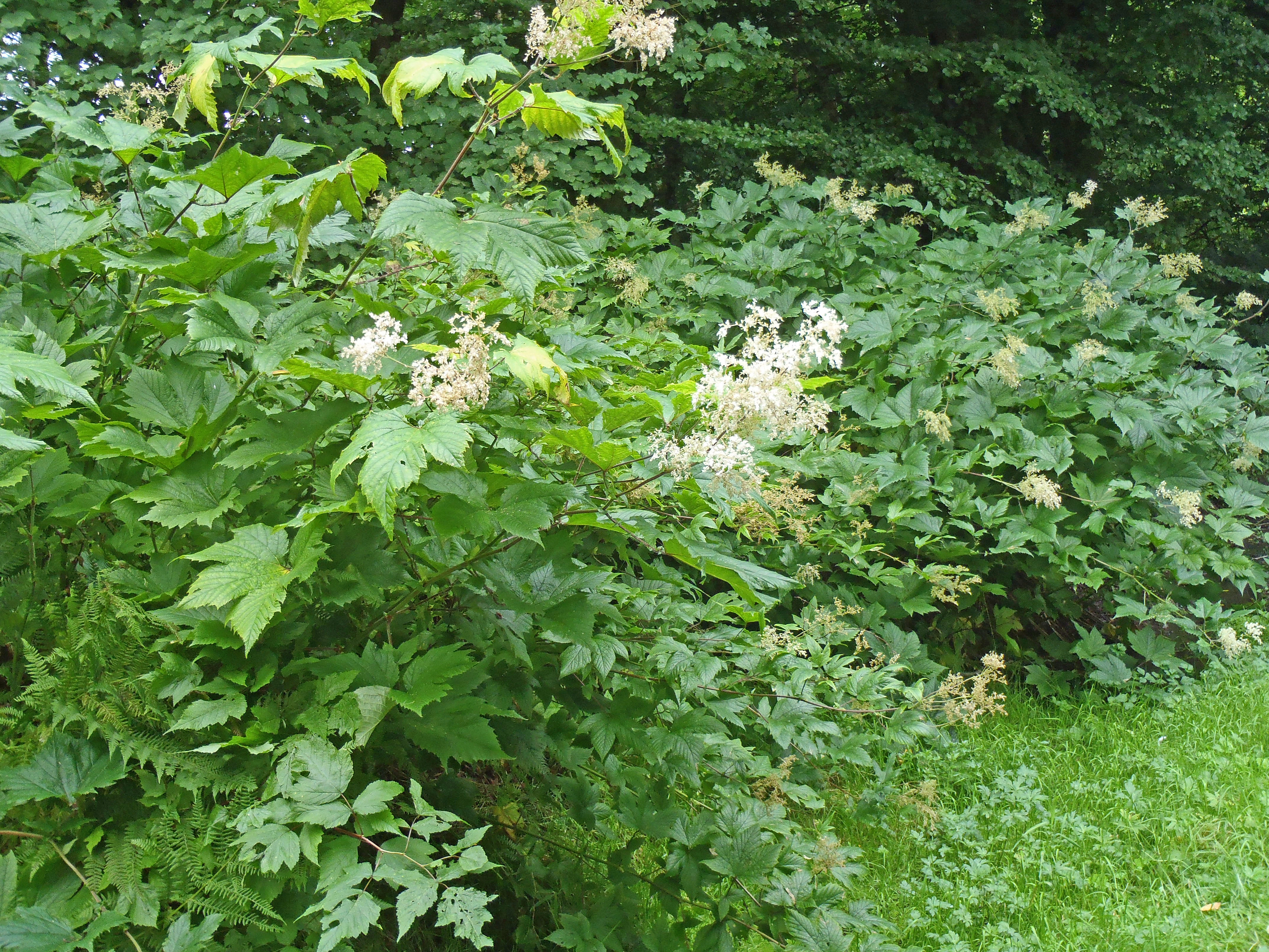 : Filipendula camschatica.