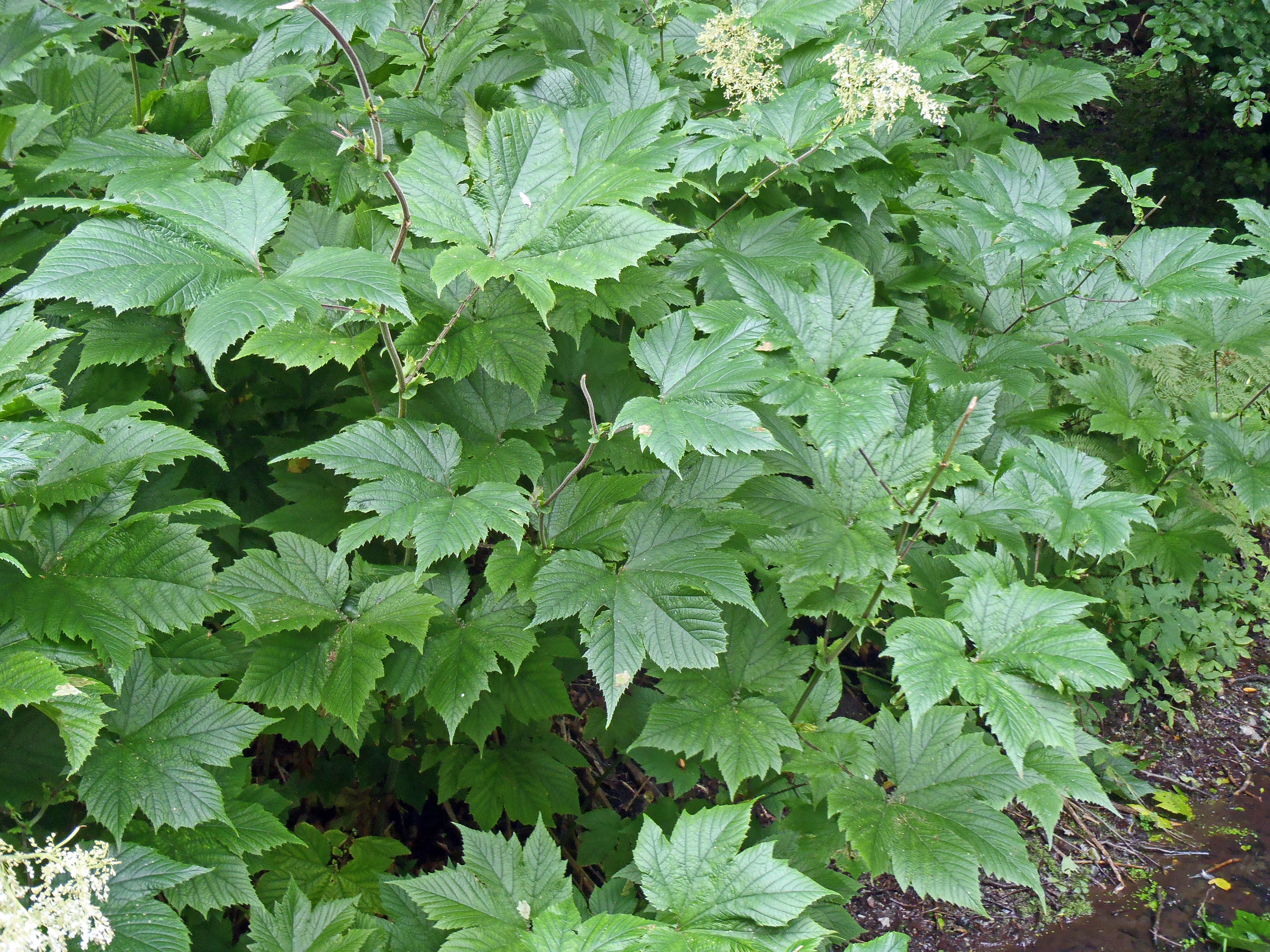 : Filipendula camschatica.