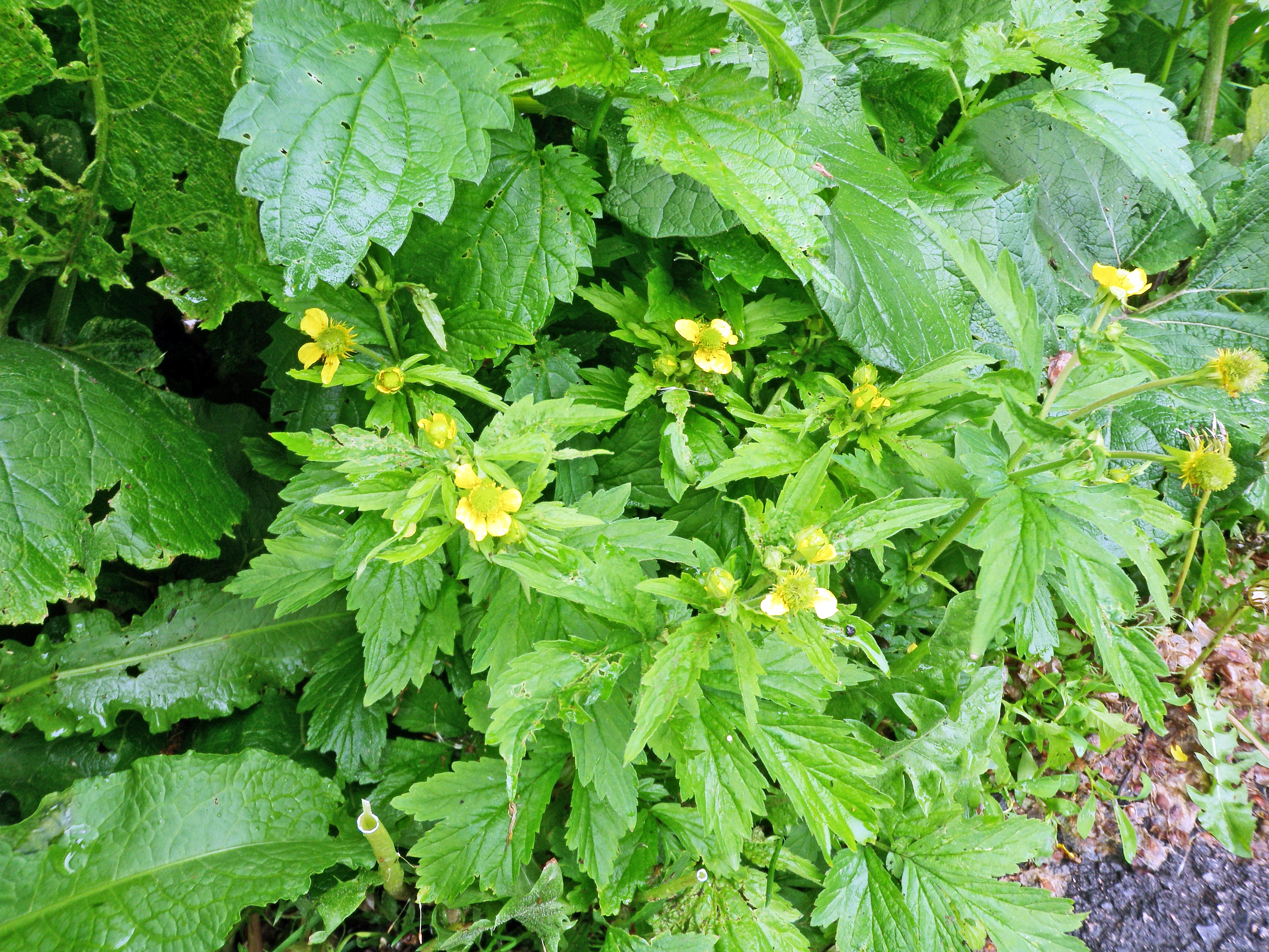 : Geum aleppicum.