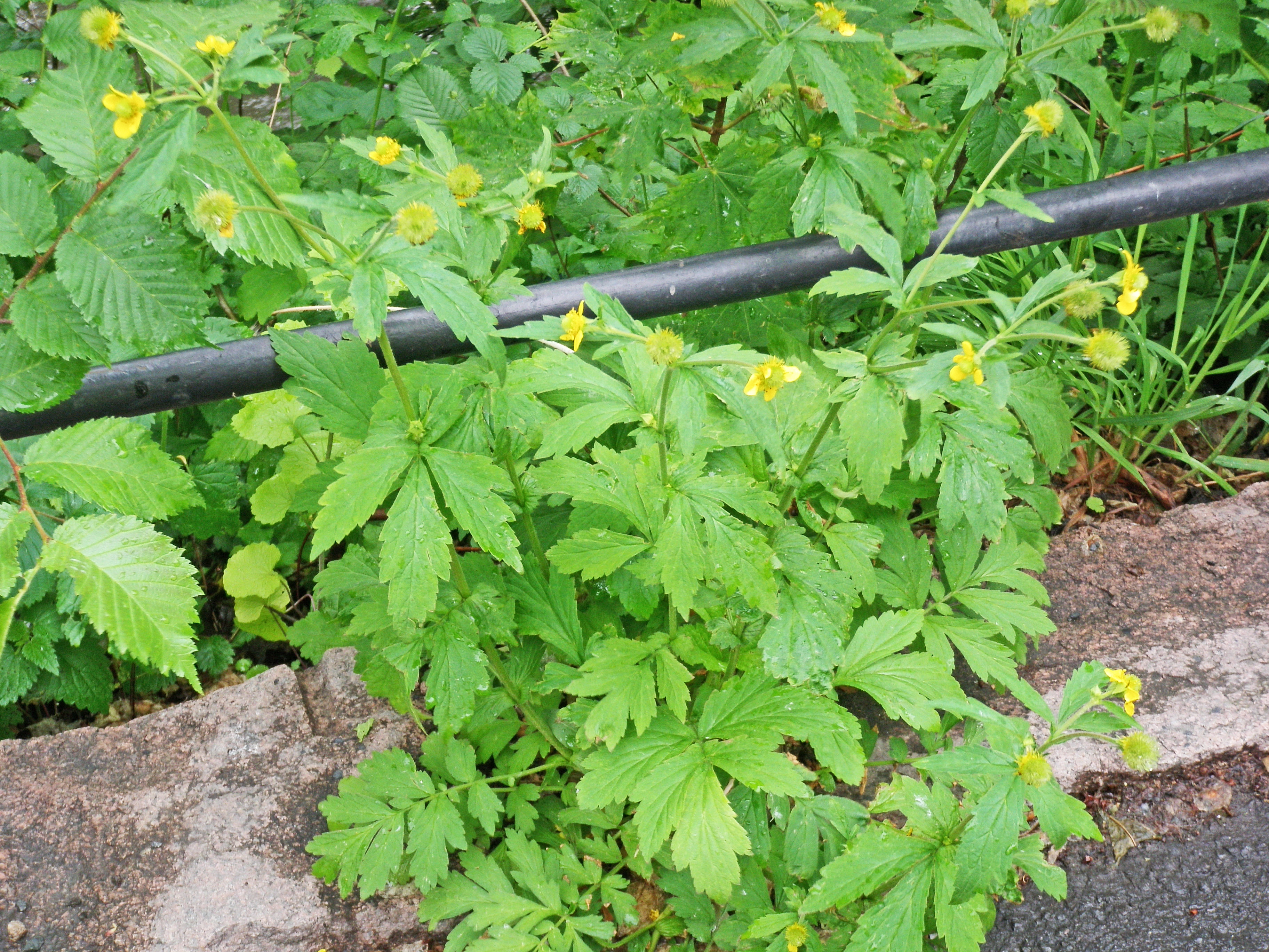 : Geum aleppicum.