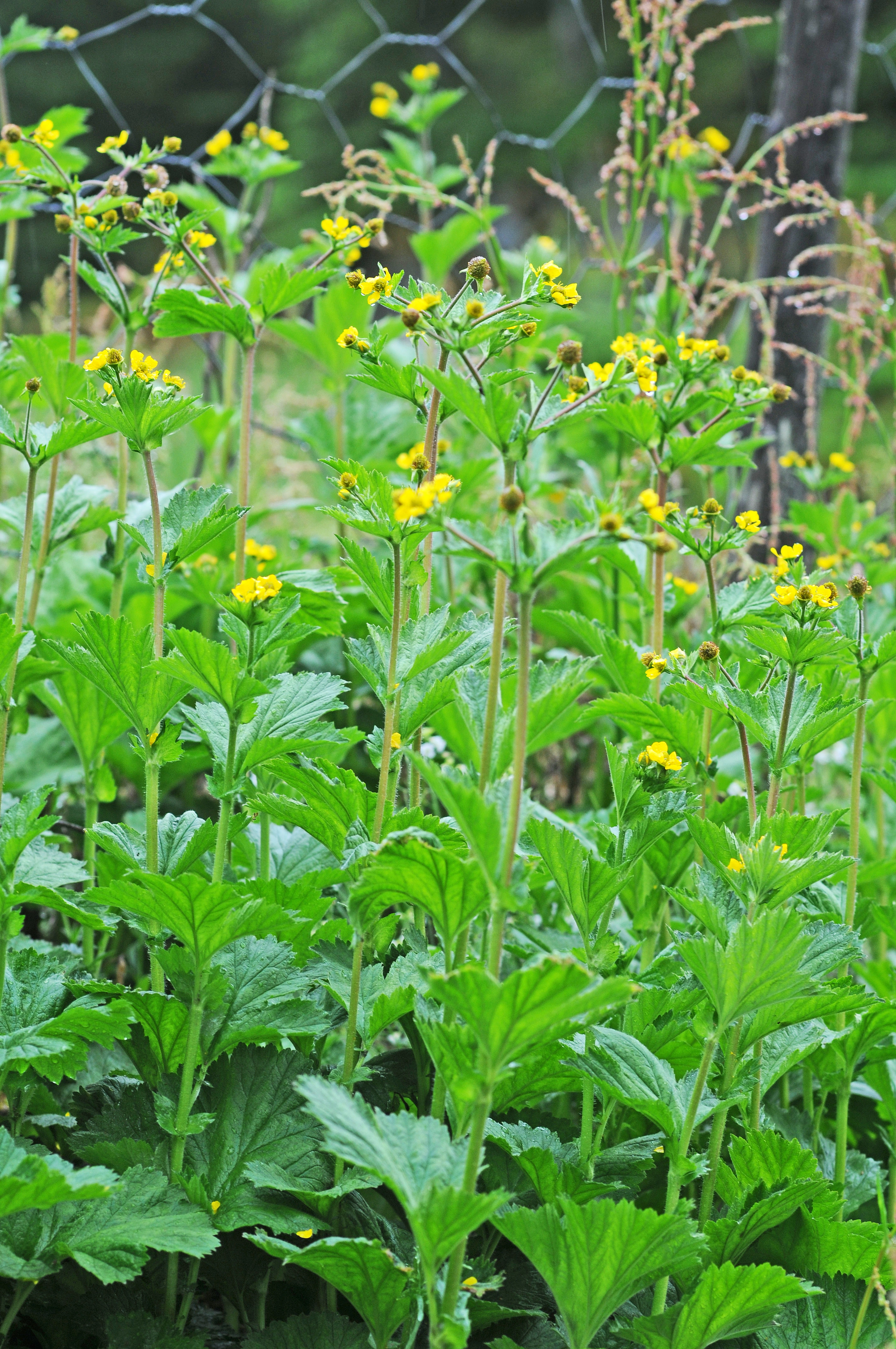 : Geum macrophyllum.