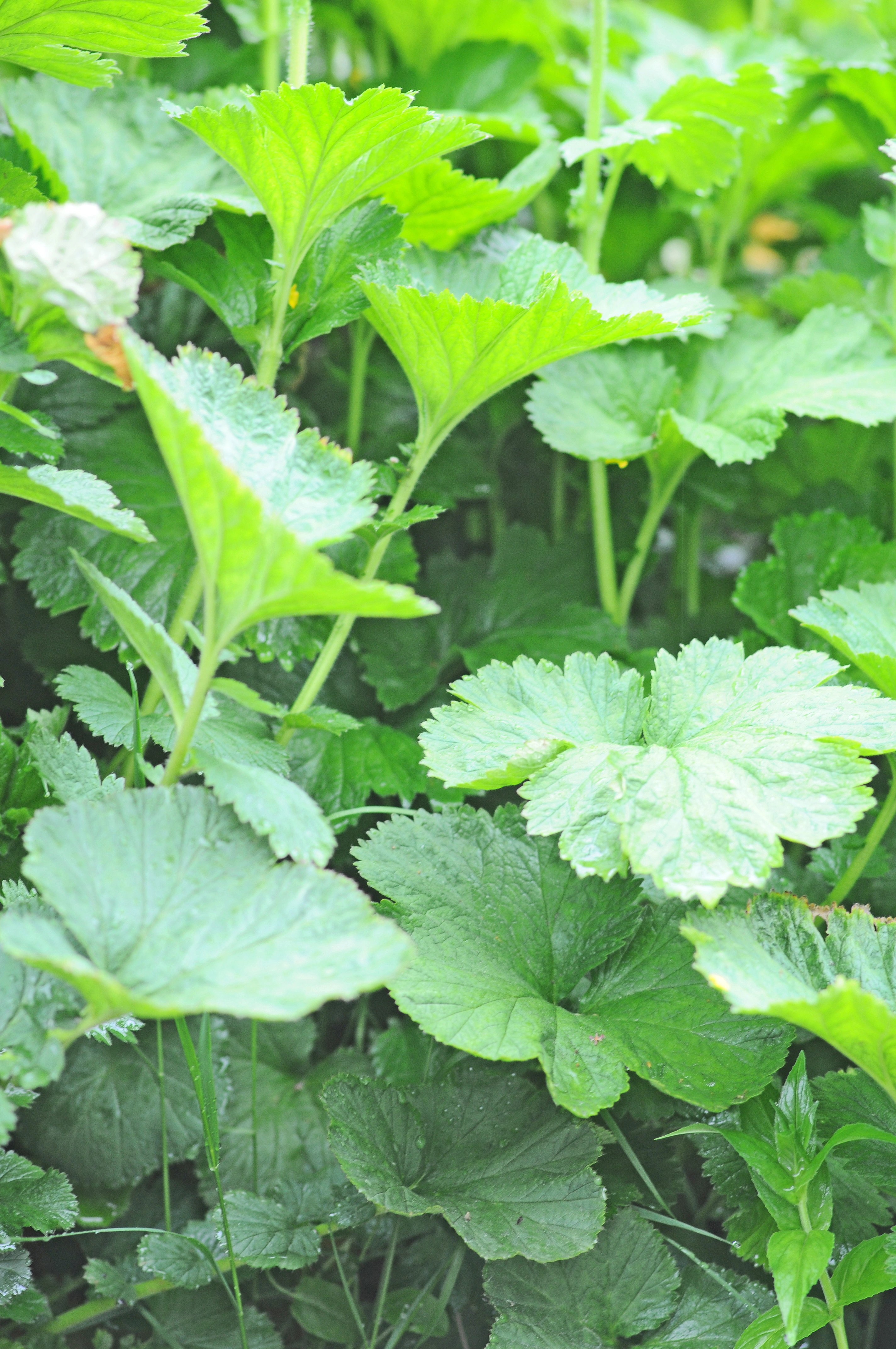 : Geum macrophyllum.