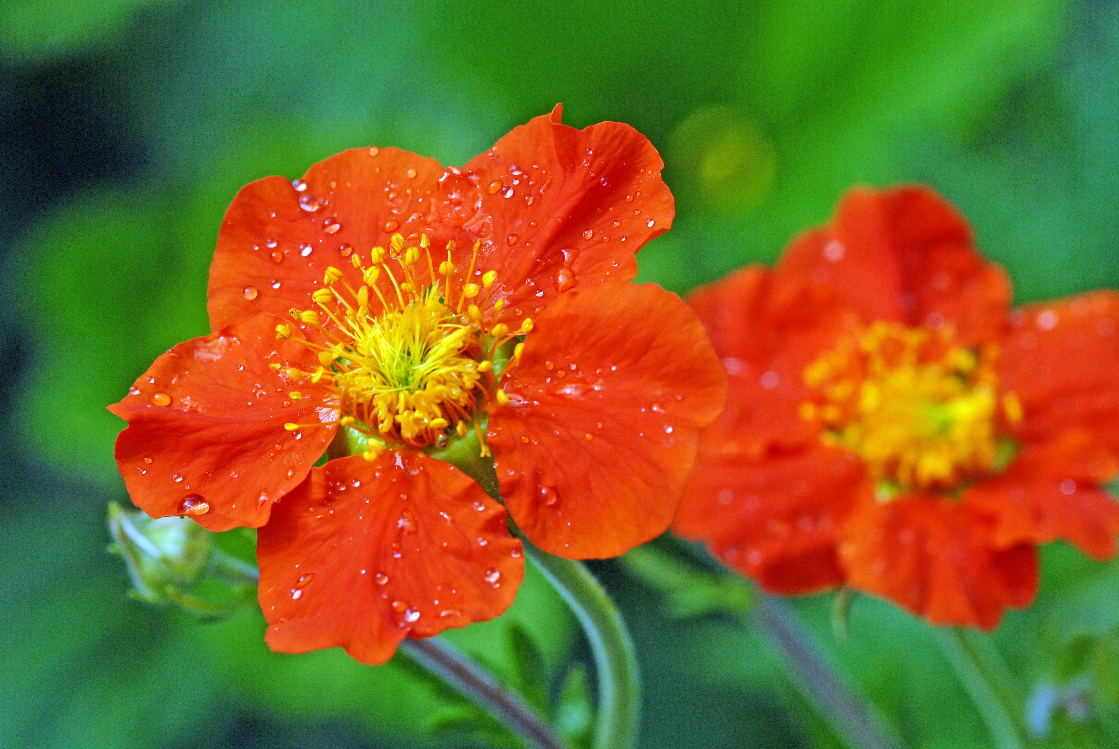 : Geum quellyon.