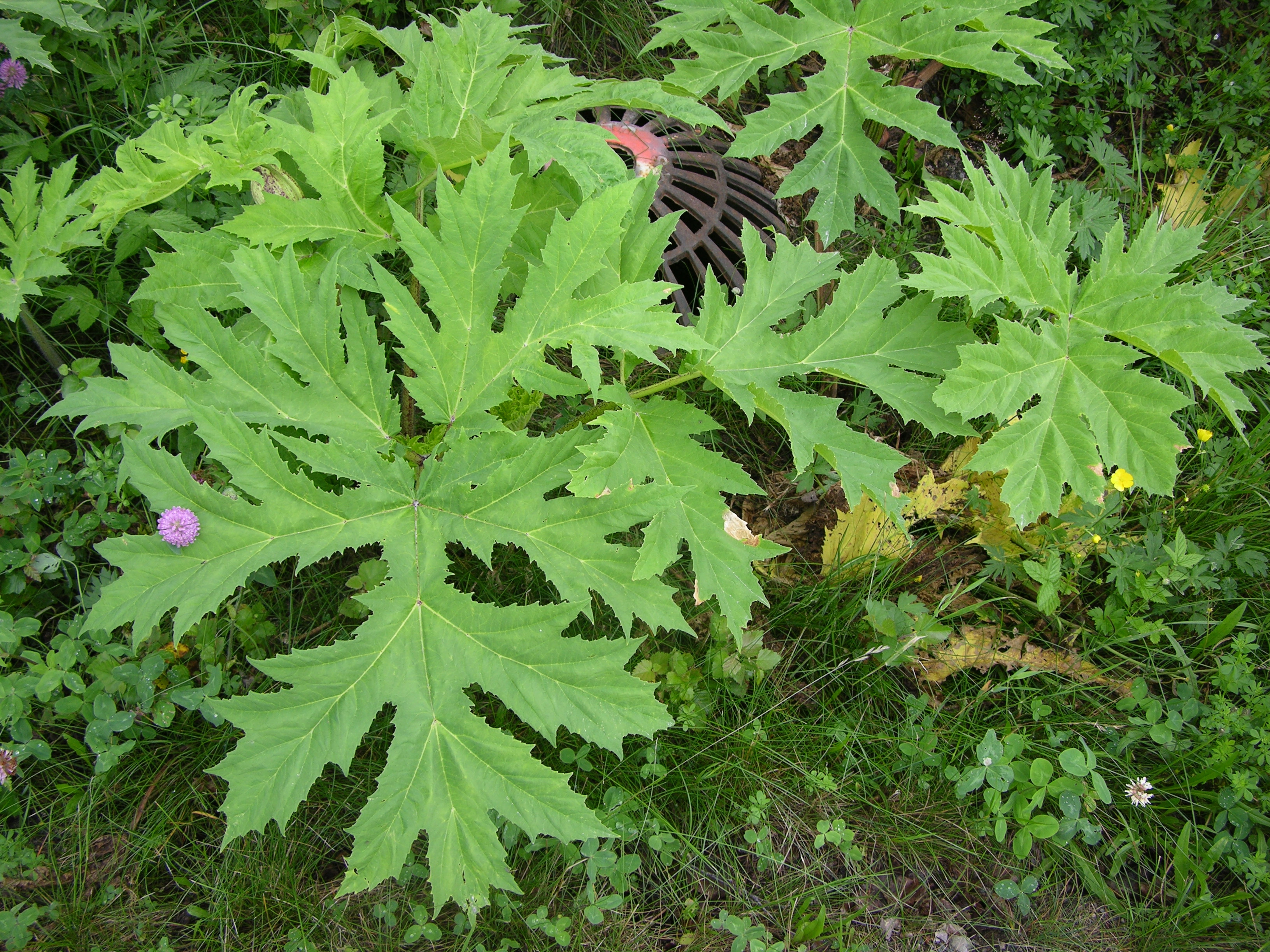 : Heracleum mantegazzianum.