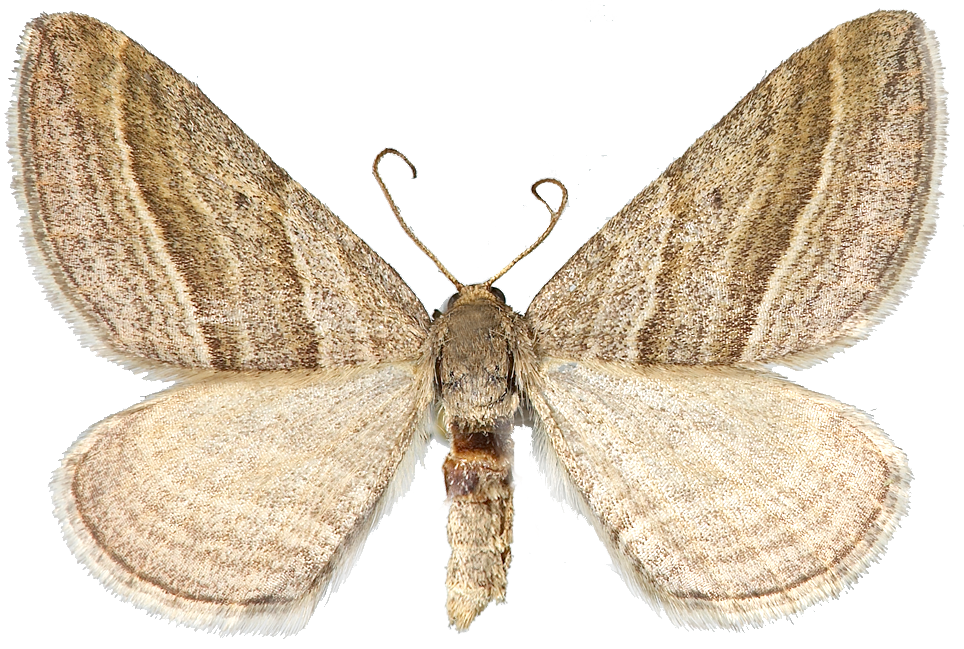 : Phibalapteryx virgata.