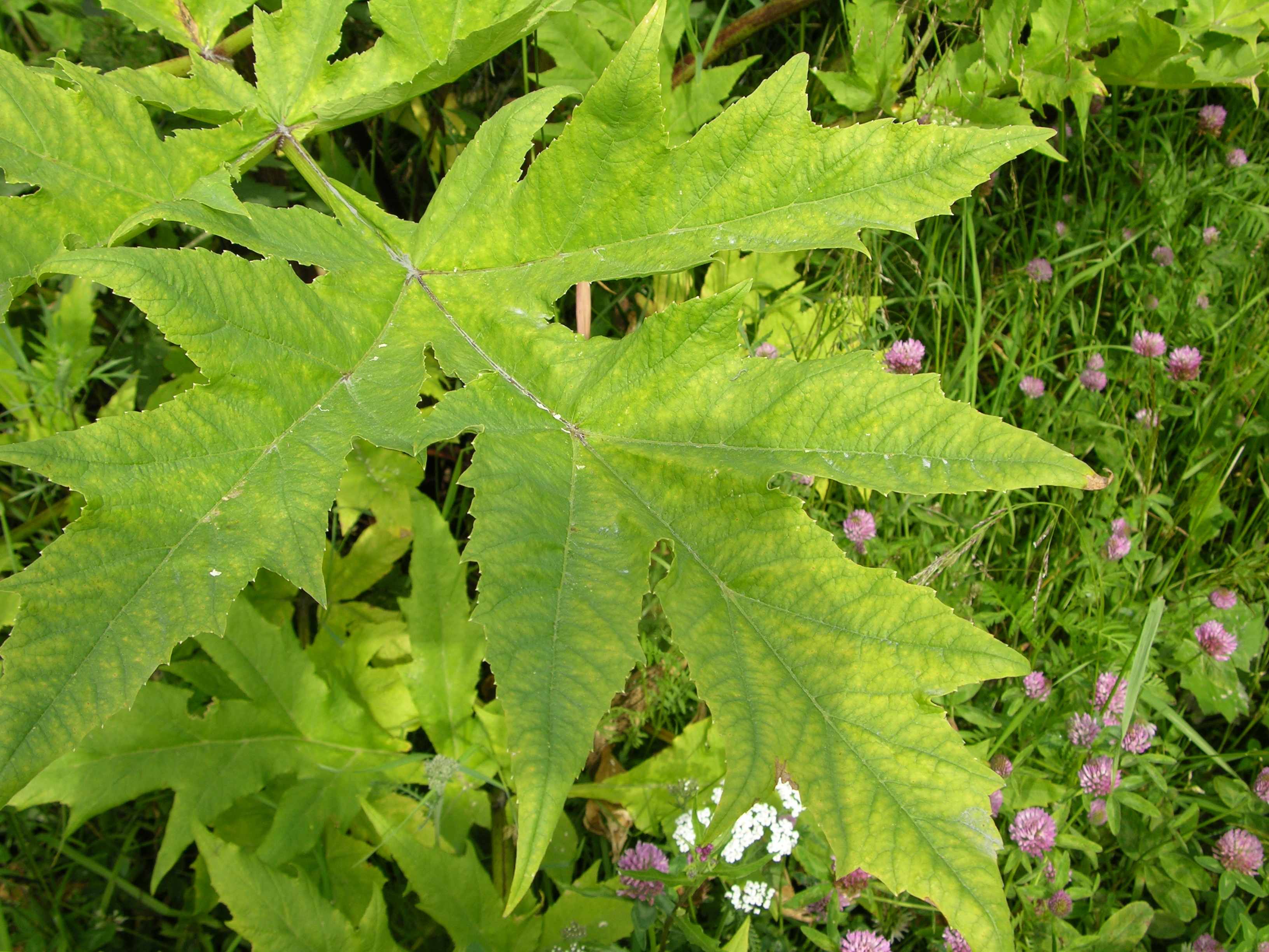 : Heracleum persicum.