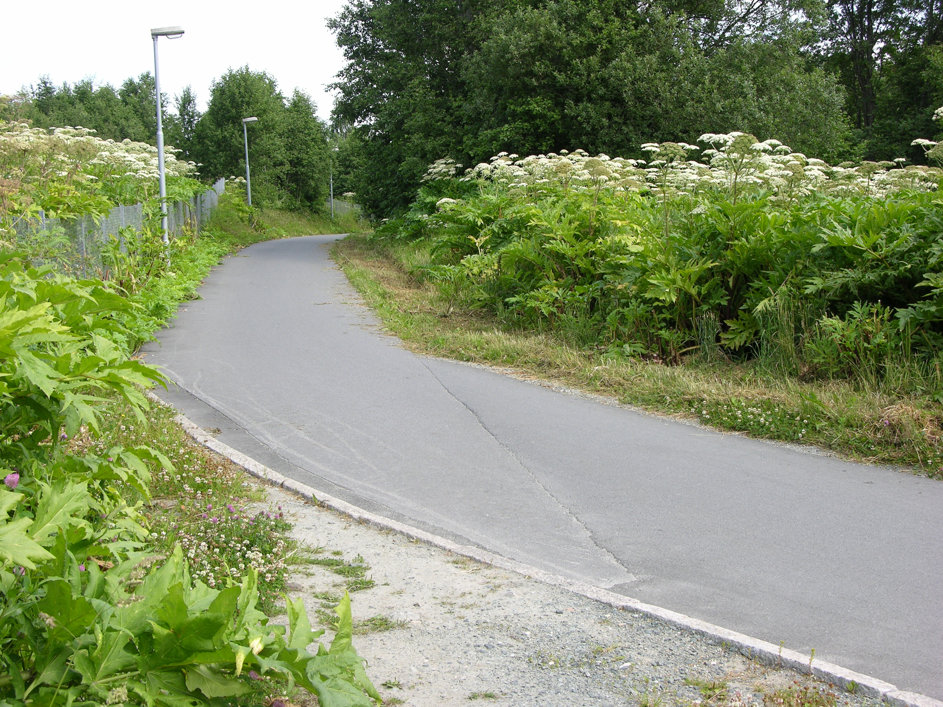 : Heracleum persicum.