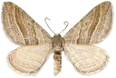 : Phibalapteryx virgata.