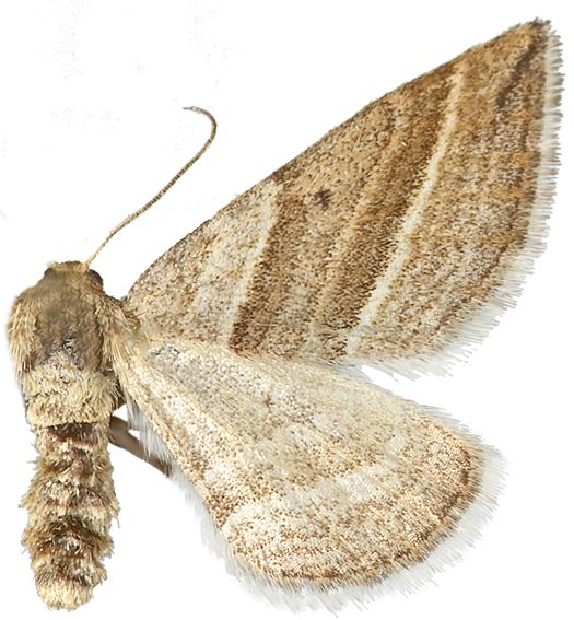 : Phibalapteryx virgata.