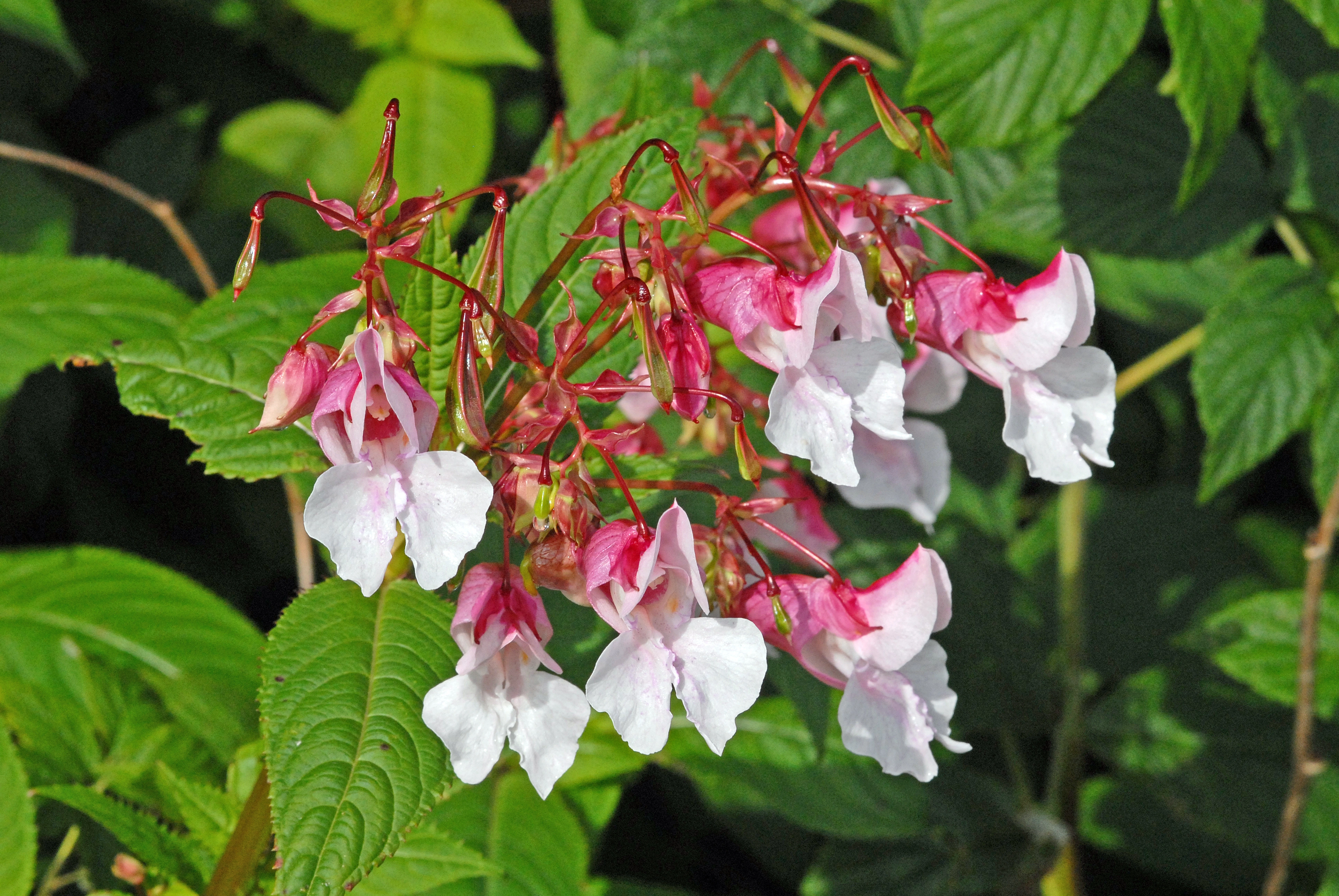 : Impatiens glandulifera.