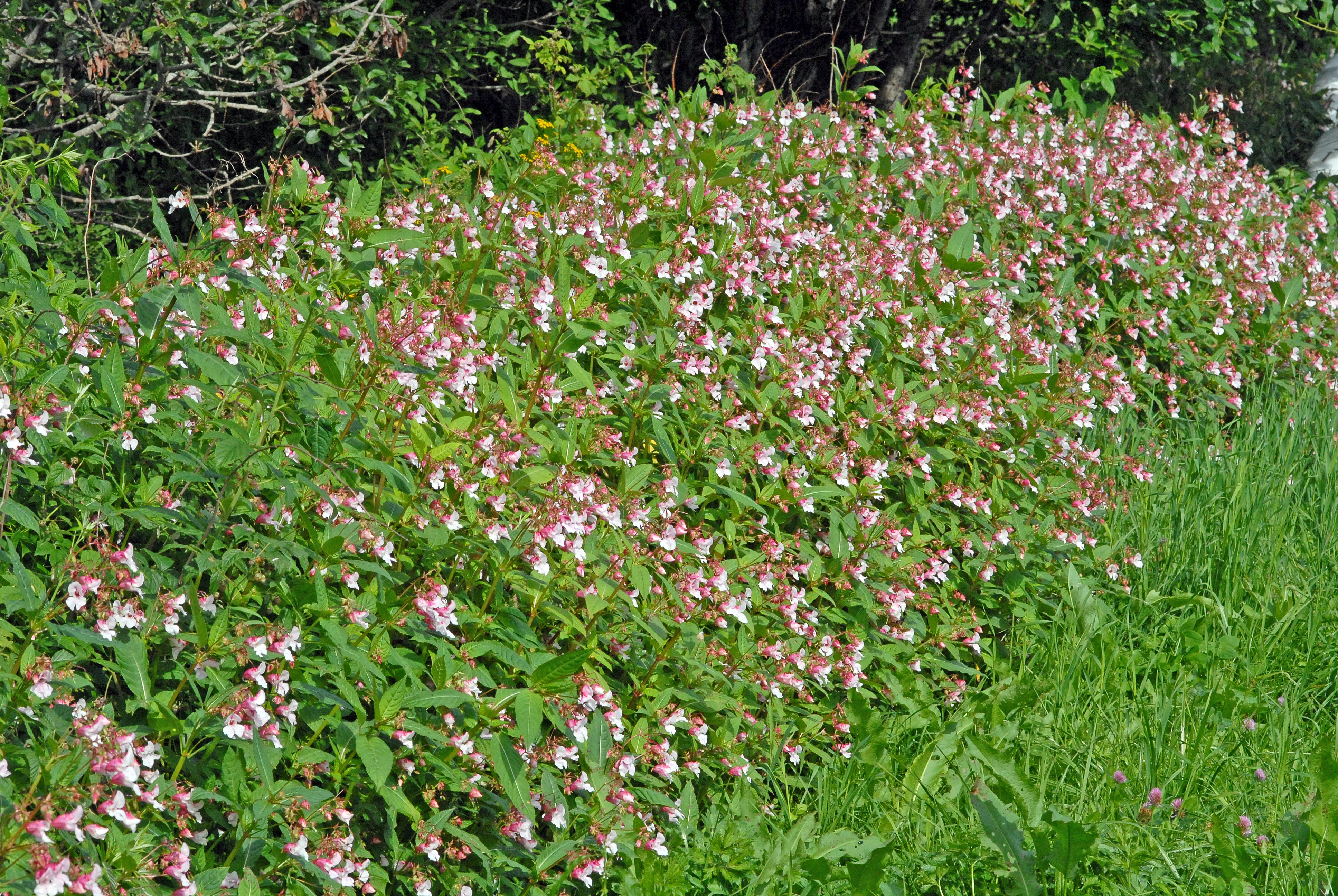 : Impatiens glandulifera.