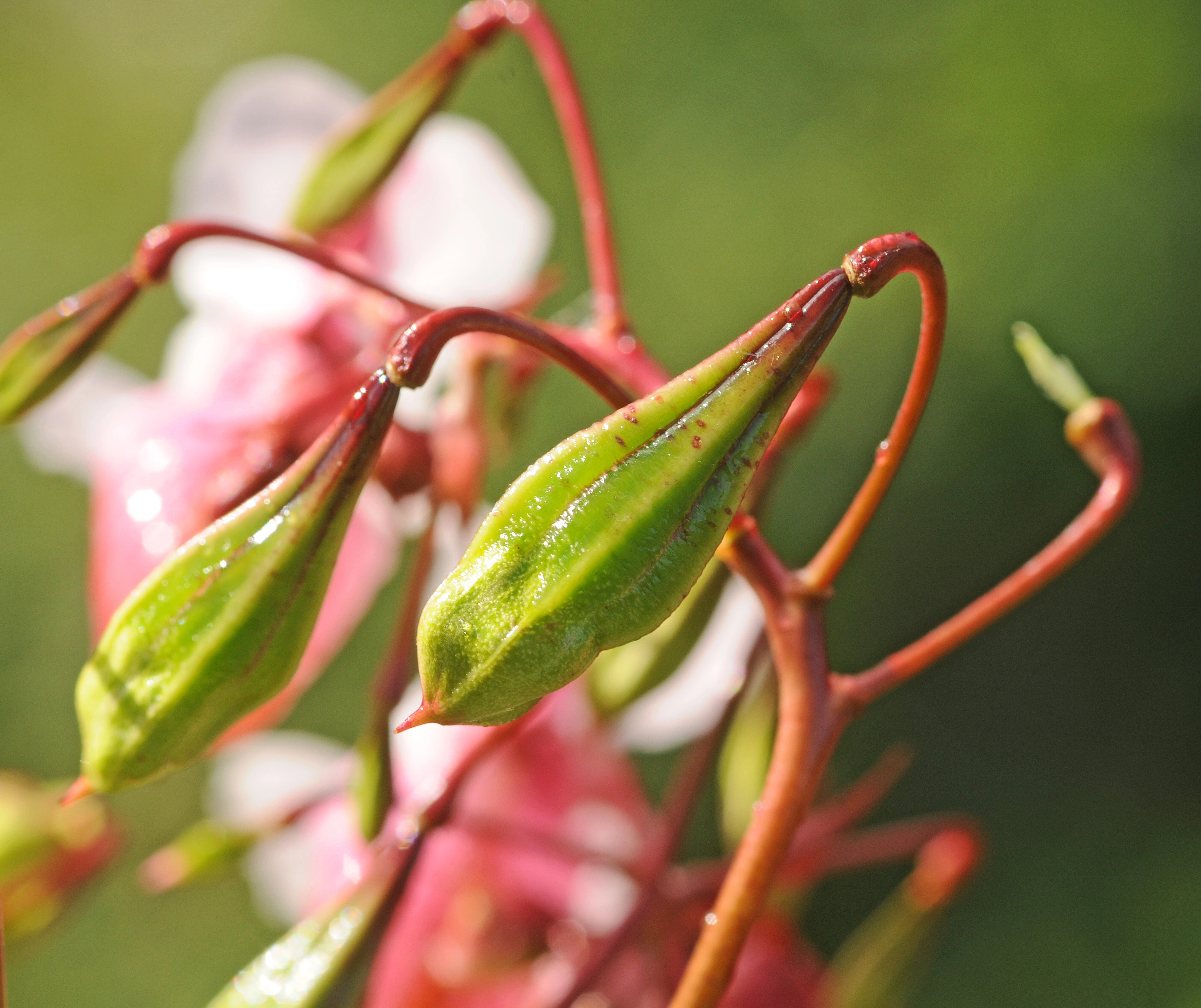 : Impatiens glandulifera.