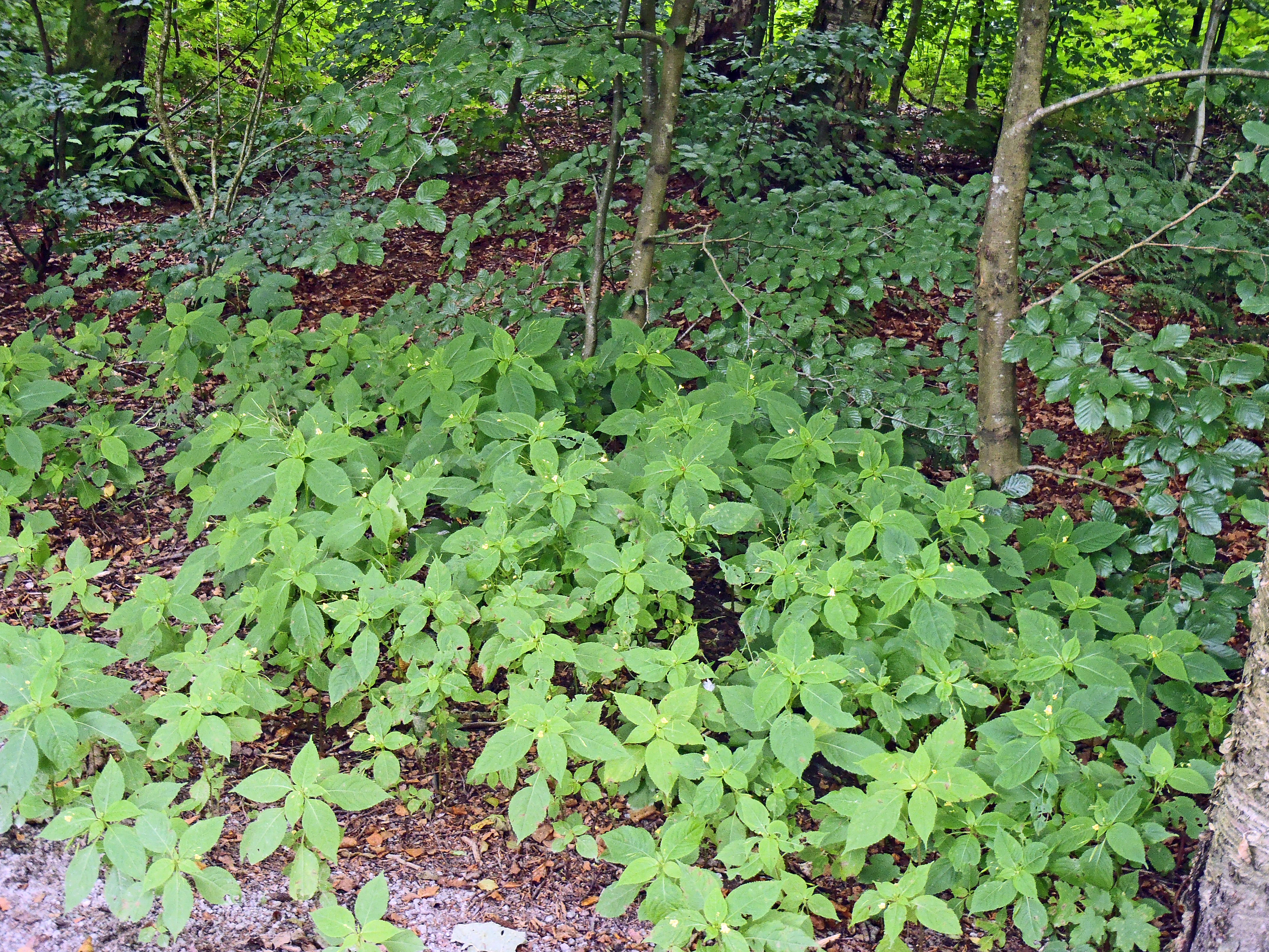 : Impatiens parviflora.